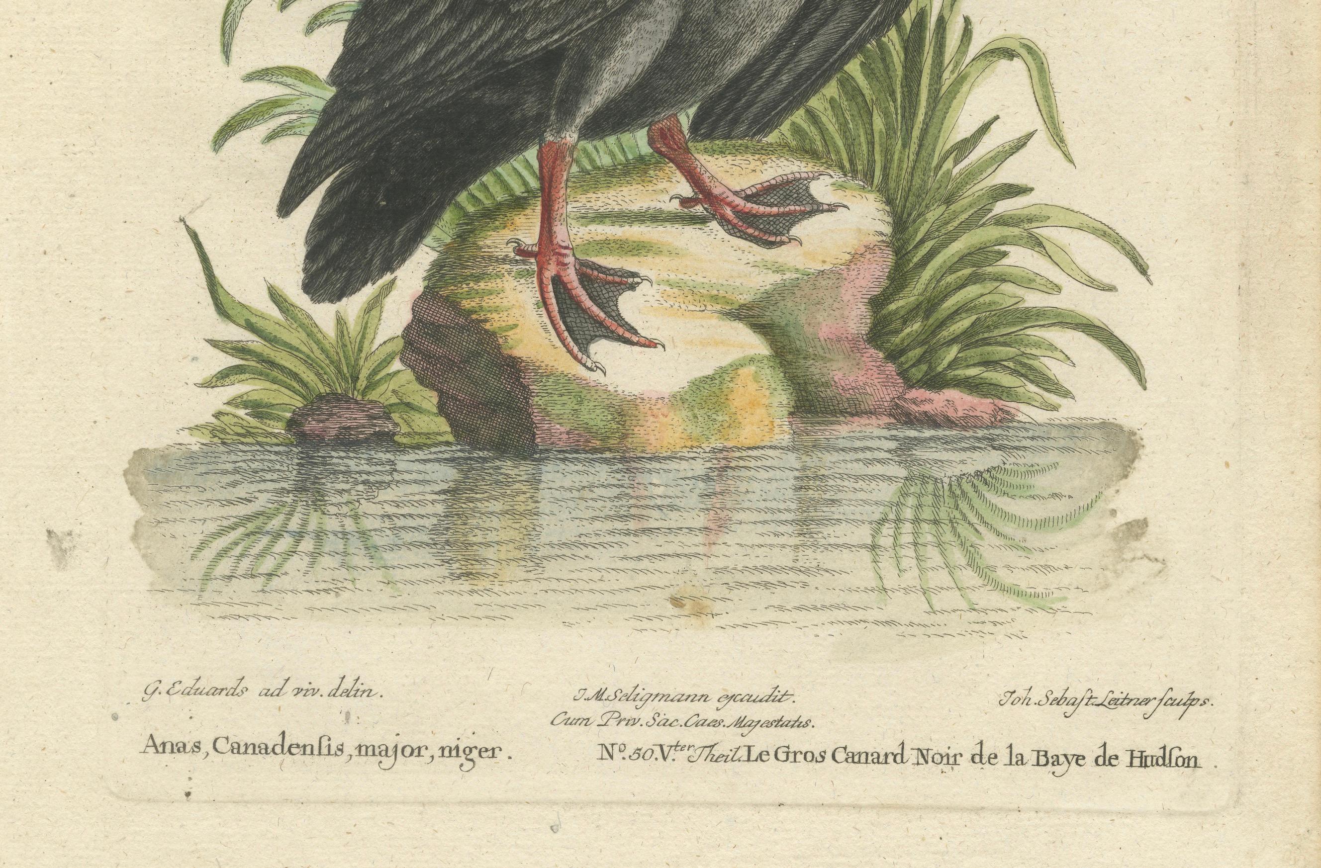 Grabado del Gran Pato Negro de la Bahía de Hudson por Johann Seligmann, ca.1770 en Bueno estado para la venta en Langweer, NL