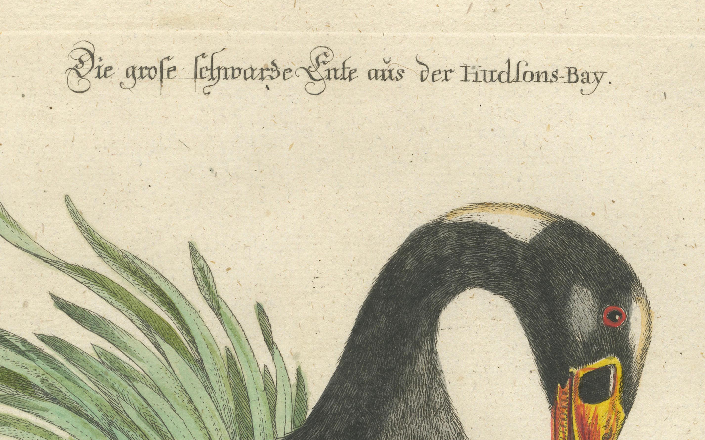 Grabado del Gran Pato Negro de la Bahía de Hudson por Johann Seligmann, ca.1770 finales del siglo XVIII en venta