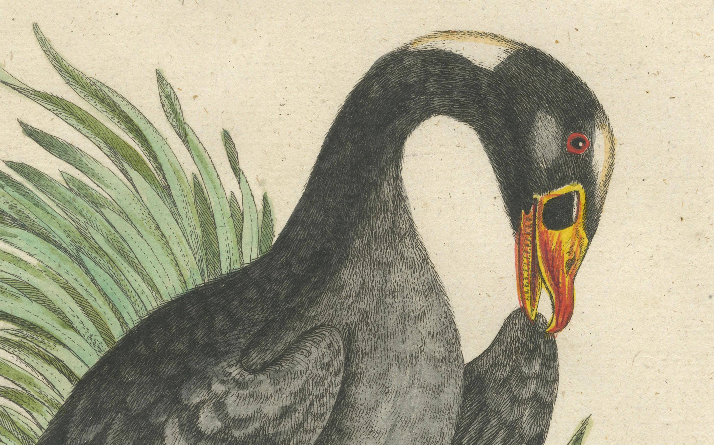 Grabado del Gran Pato Negro de la Bahía de Hudson por Johann Seligmann, ca.1770 Papel en venta
