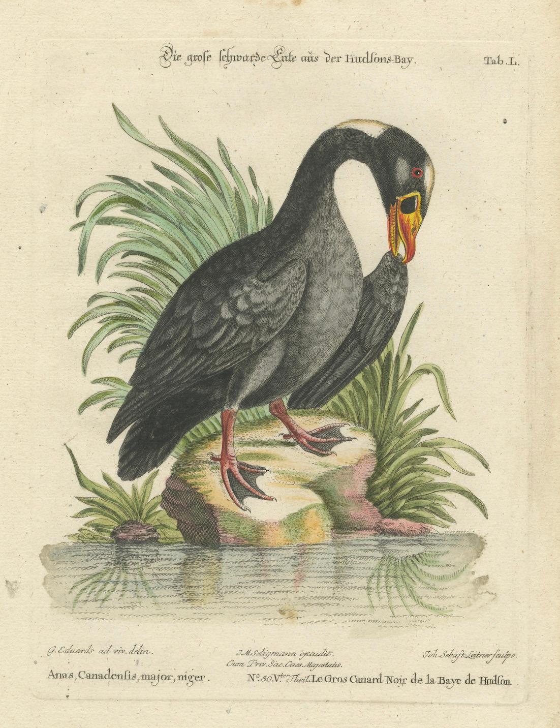 Grabado del Gran Pato Negro de la Bahía de Hudson por Johann Seligmann, ca.1770 en venta 1
