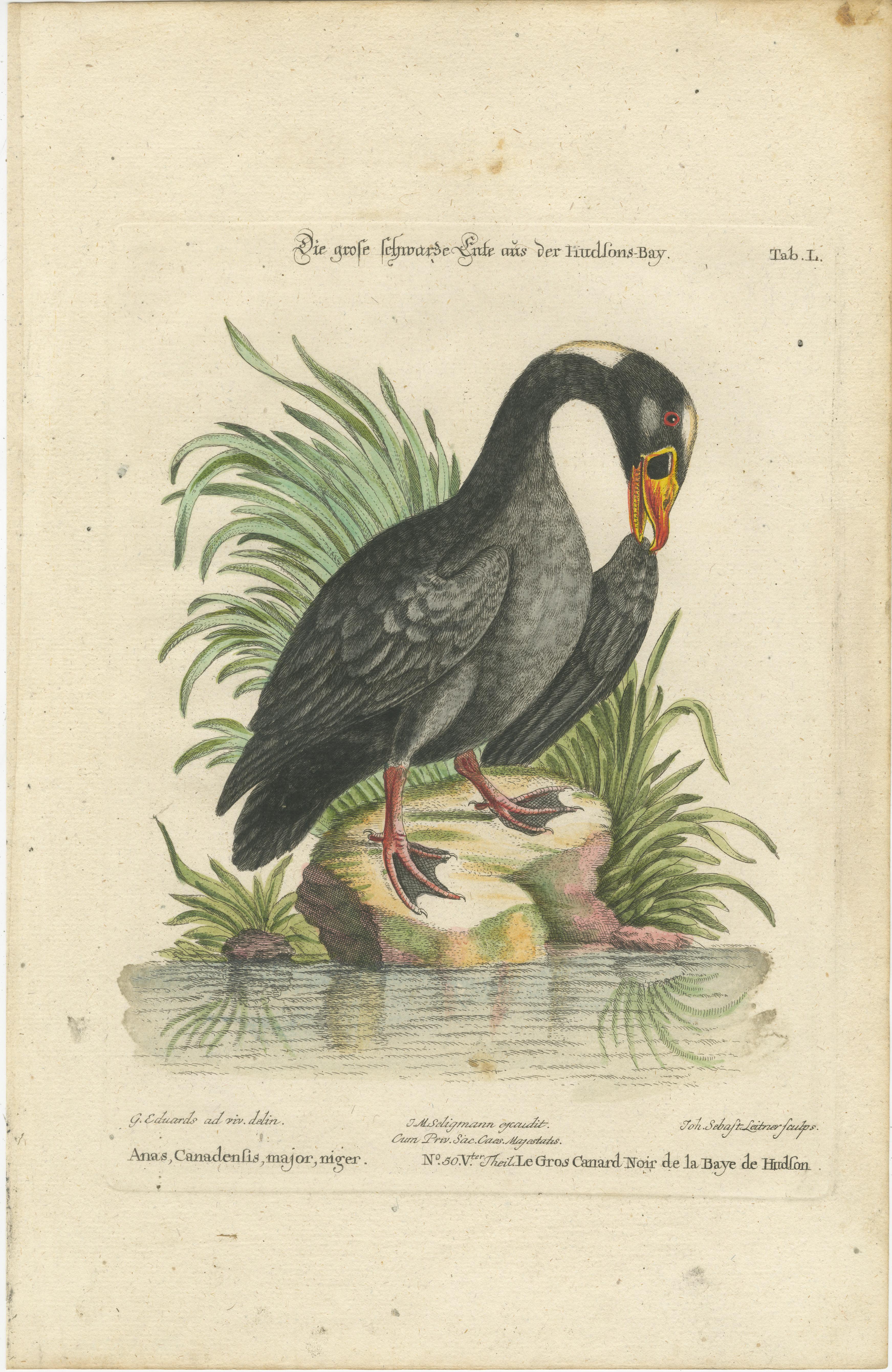 Grabado del Gran Pato Negro de la Bahía de Hudson por Johann Seligmann, ca.1770 en venta 2
