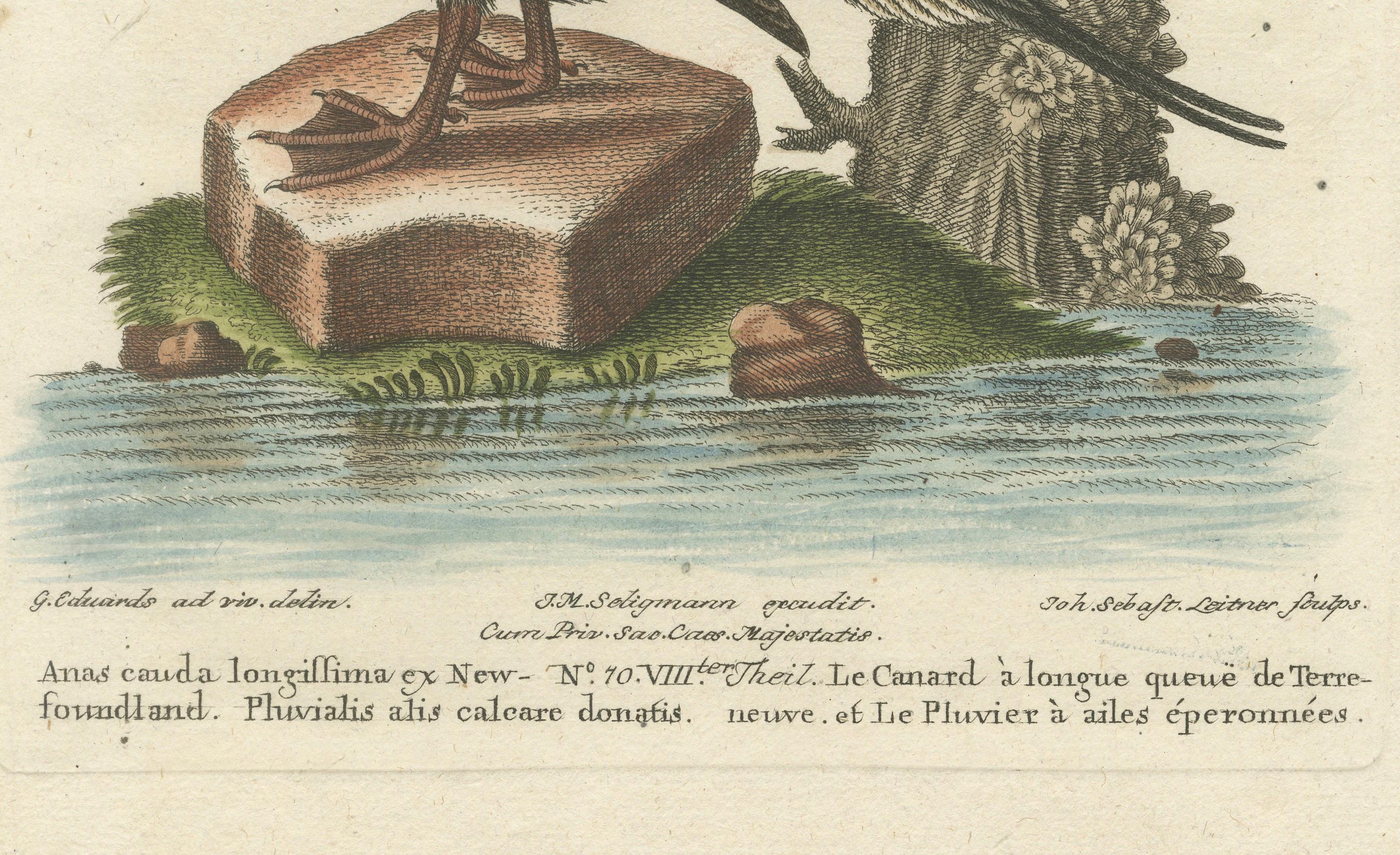 Title: Die Langschwänzige Ente aus Neufundland und das Wasserhuhn mit Gespornten Flügeln - Hand-Colored Engraving of the Long-Tailed Duck and Spur-Winged Lapwing by Johann Michael Seligmann, 18th Century

Description:
This detailed hand-colored