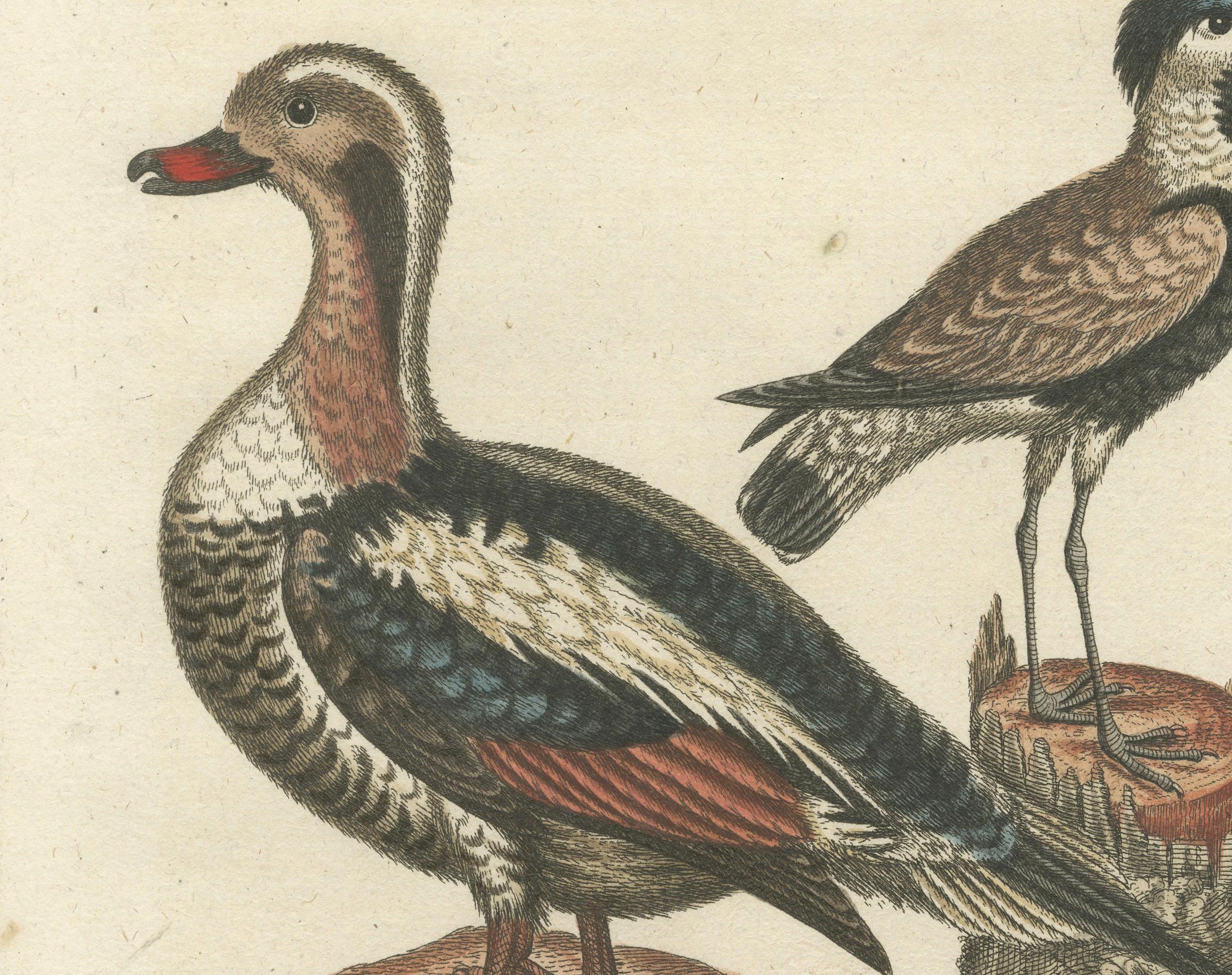 Engraved Engraving of the Long-Tailed Duck and Spur-Winged Lapwing by Seligmann, ca.1770 For Sale