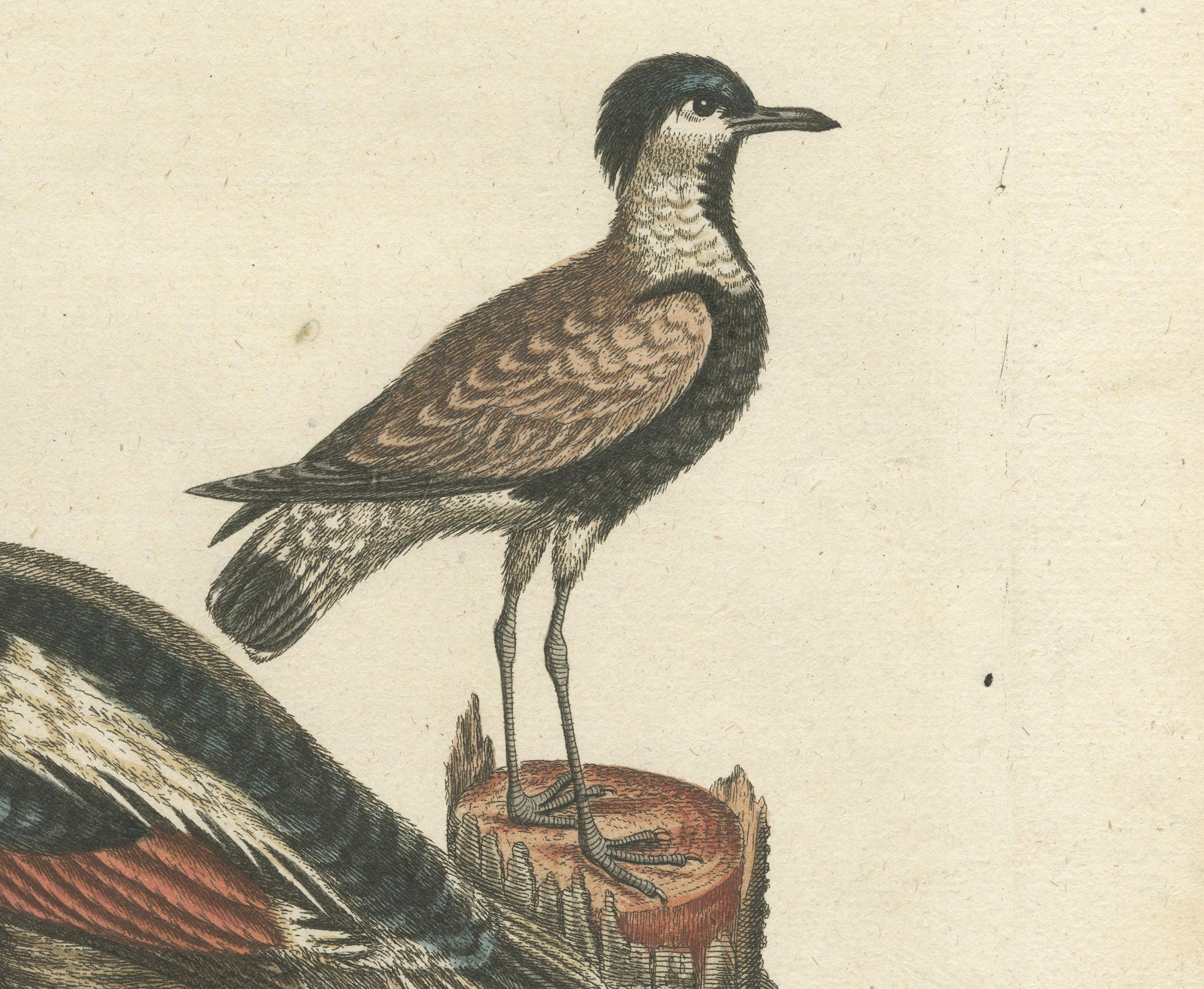 Engraving of the Long-Tailed Duck and Spur-Winged Lapwing by Seligmann, ca.1770 In Good Condition For Sale In Langweer, NL