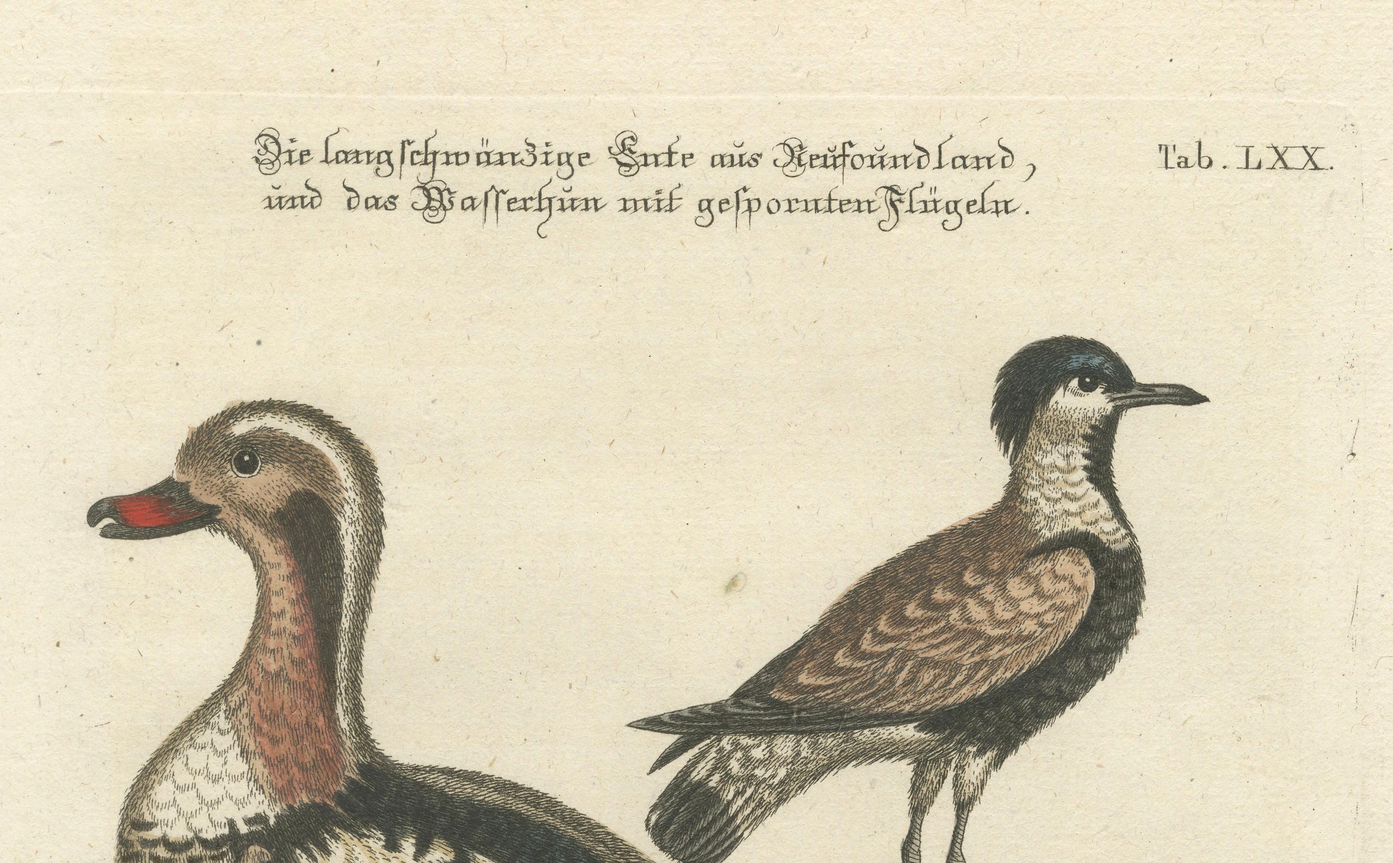 Late 18th Century Engraving of the Long-Tailed Duck and Spur-Winged Lapwing by Seligmann, ca.1770 For Sale