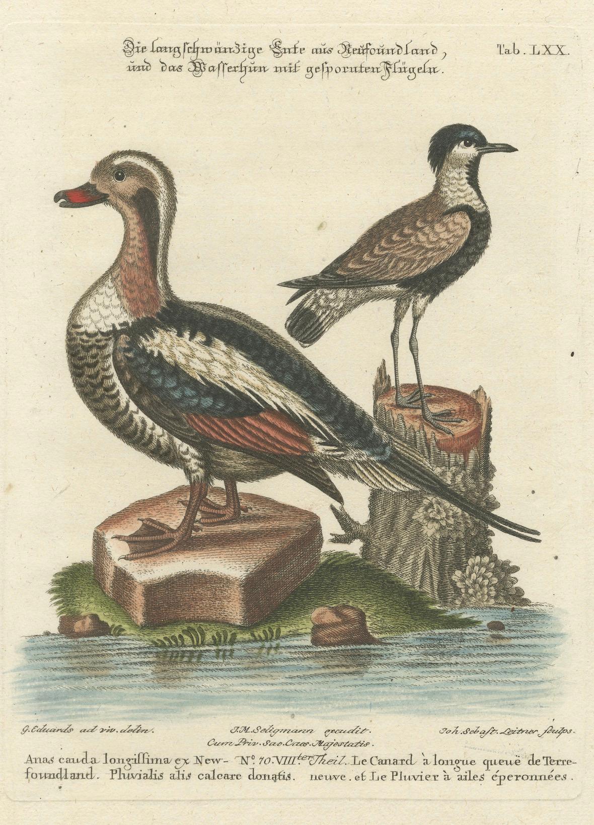 Paper Engraving of the Long-Tailed Duck and Spur-Winged Lapwing by Seligmann, ca.1770 For Sale