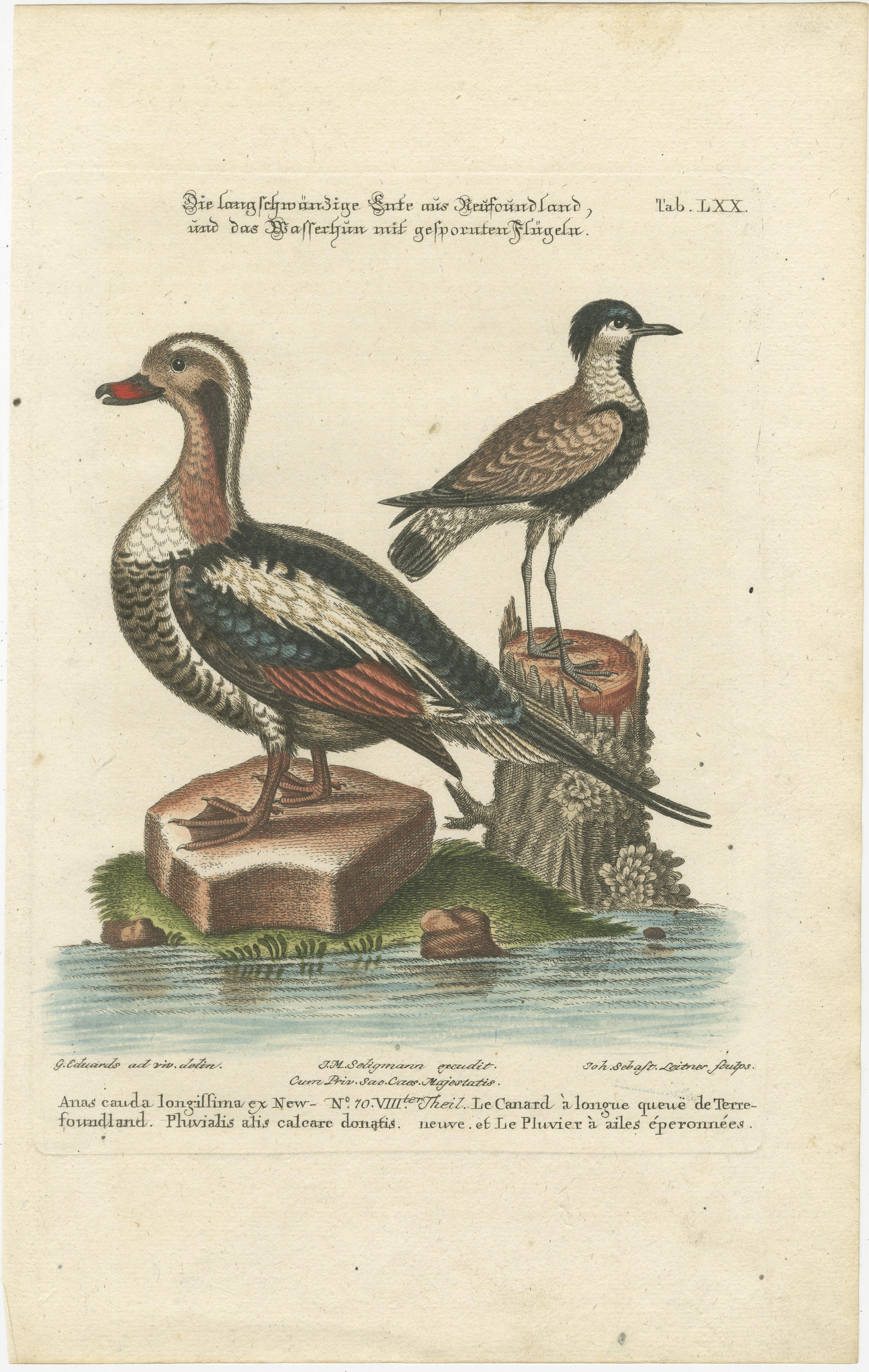 Engraving of the Long-Tailed Duck and Spur-Winged Lapwing by Seligmann, ca.1770 For Sale 1