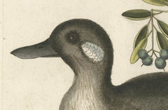 Engraving of the Small Brown and White Duck with Botanical Detail, circa 1770