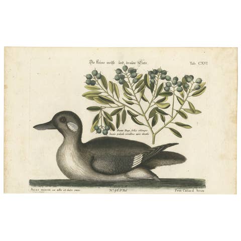 Engraving of the Small Brown and White Duck with Botanical Detail, circa 1770