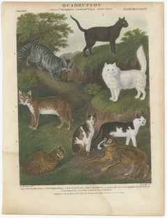 Engraving of Wild and Domestic Cats from 19th-Century Zoological Study