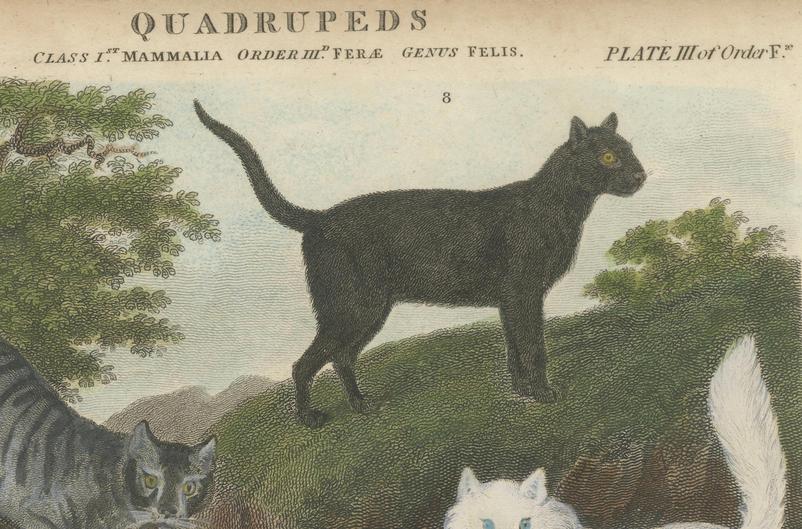 Engraved Engraving of Wild and Domestic Cats from 19th-Century Zoological Study For Sale