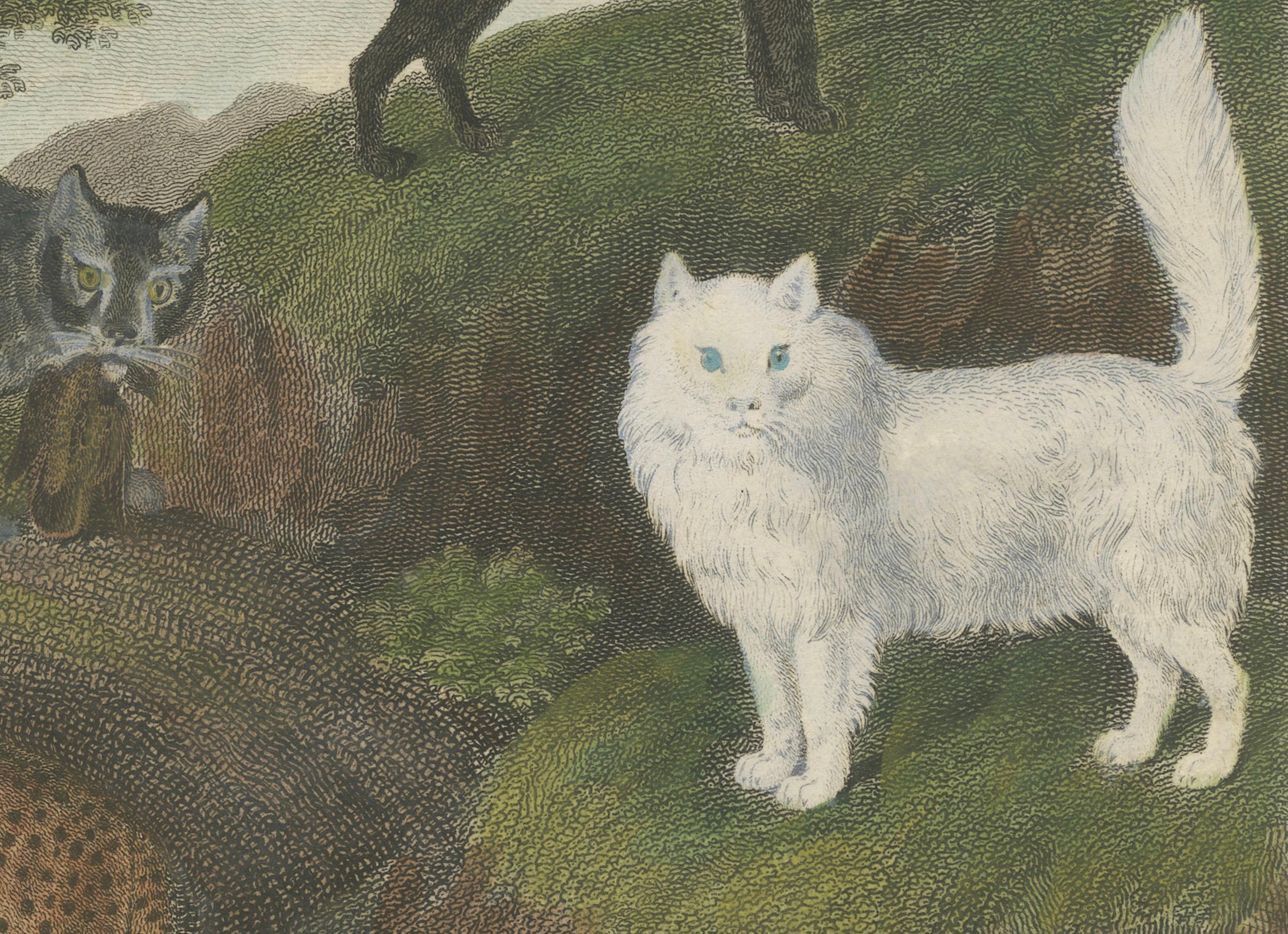 Engraving of Wild and Domestic Cats from 19th-Century Zoological Study In Fair Condition For Sale In Langweer, NL