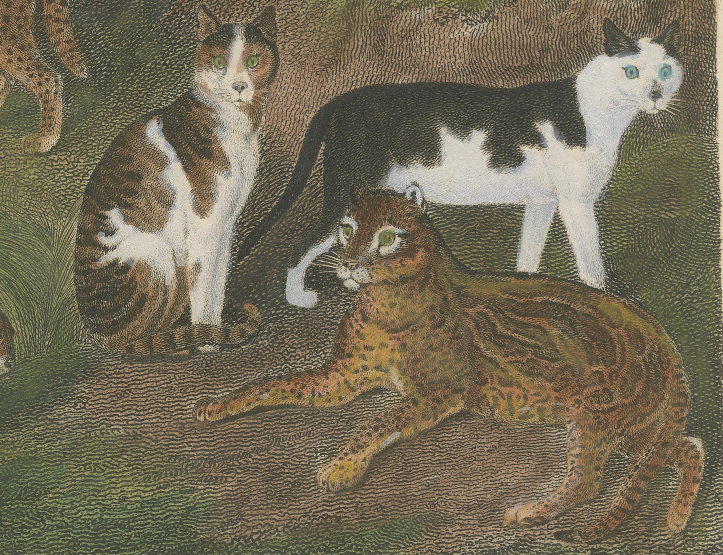 Mid-19th Century Engraving of Wild and Domestic Cats from 19th-Century Zoological Study For Sale