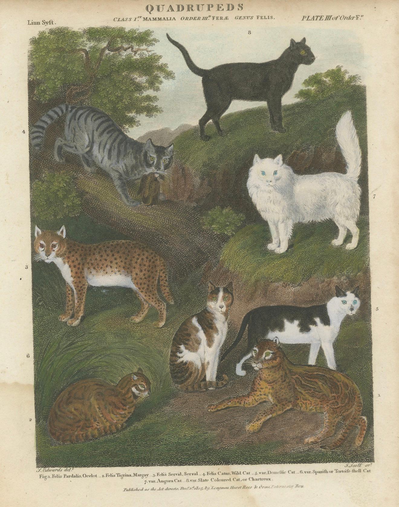 Paper Engraving of Wild and Domestic Cats from 19th-Century Zoological Study For Sale