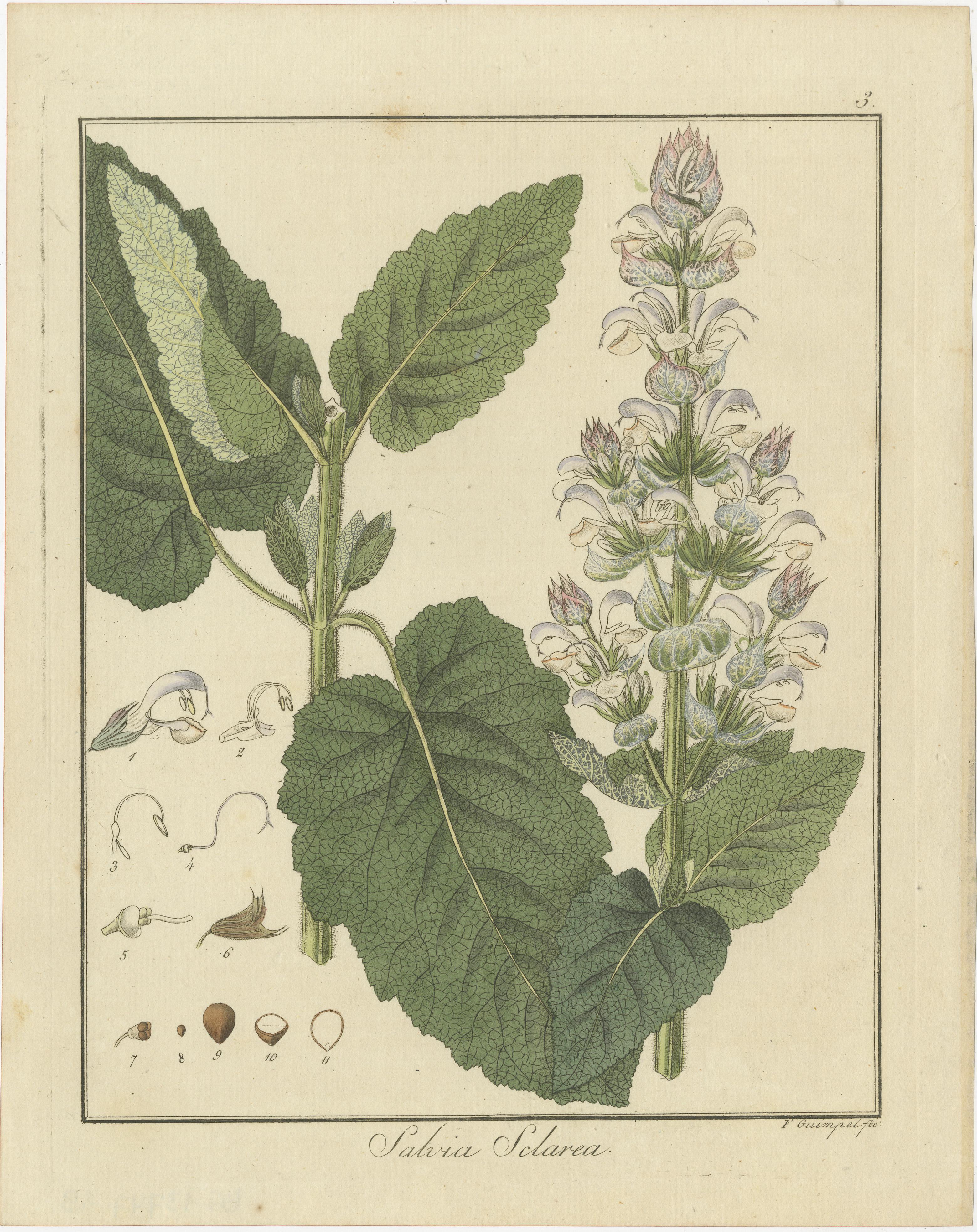 Drei botanische Originalstiche in alter Handkolorierung auf handgeschöpftem Papier mit Wasserzeichen. 

1. Salvia sclarea (Allgemeiner Name: Clary Sage)
   - Diese Gravur zeigt Salvia sclarea, allgemein bekannt als Clary Sage. Sie ist eine