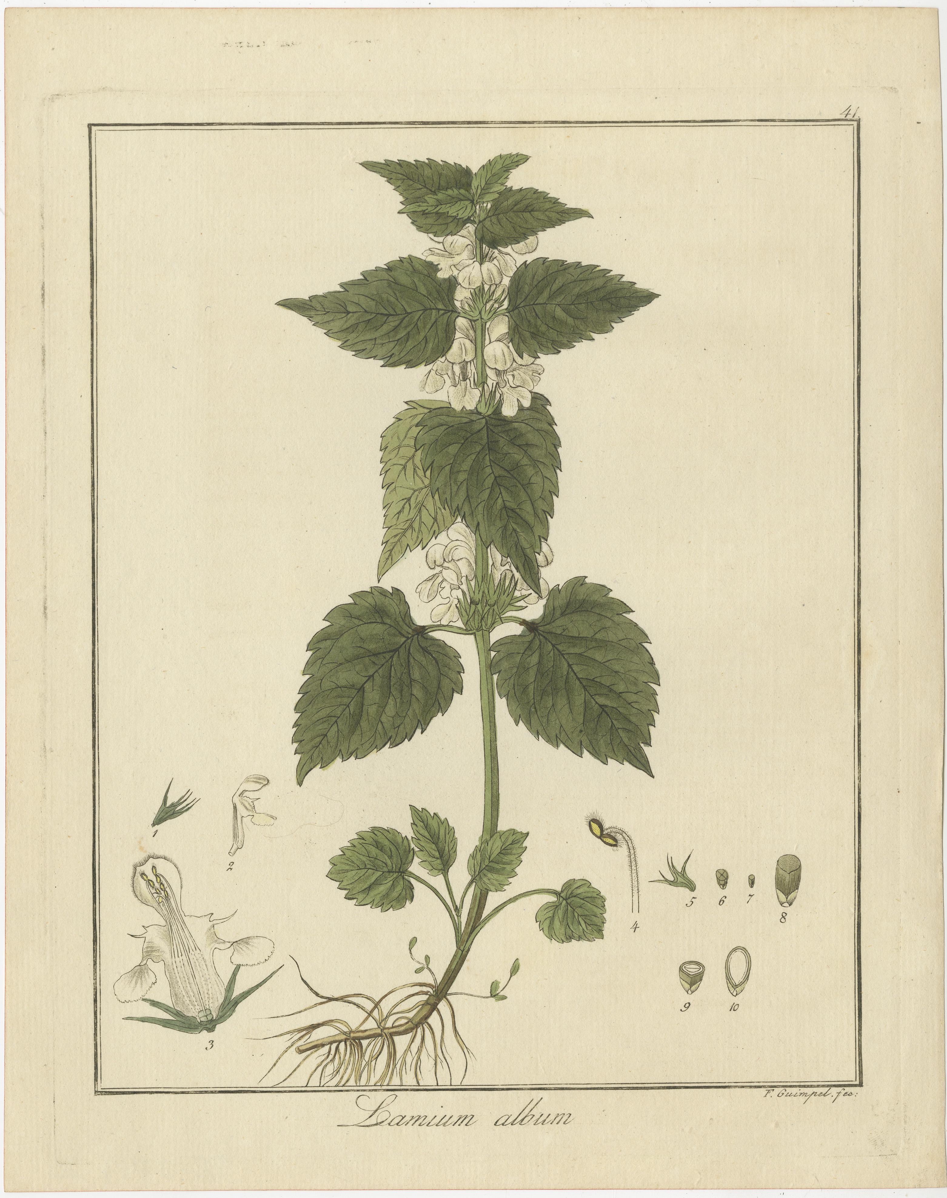 Gravur von Clary Sage, White Dead-Nettle, and Watercress, veröffentlicht 1819 (Graviert) im Angebot