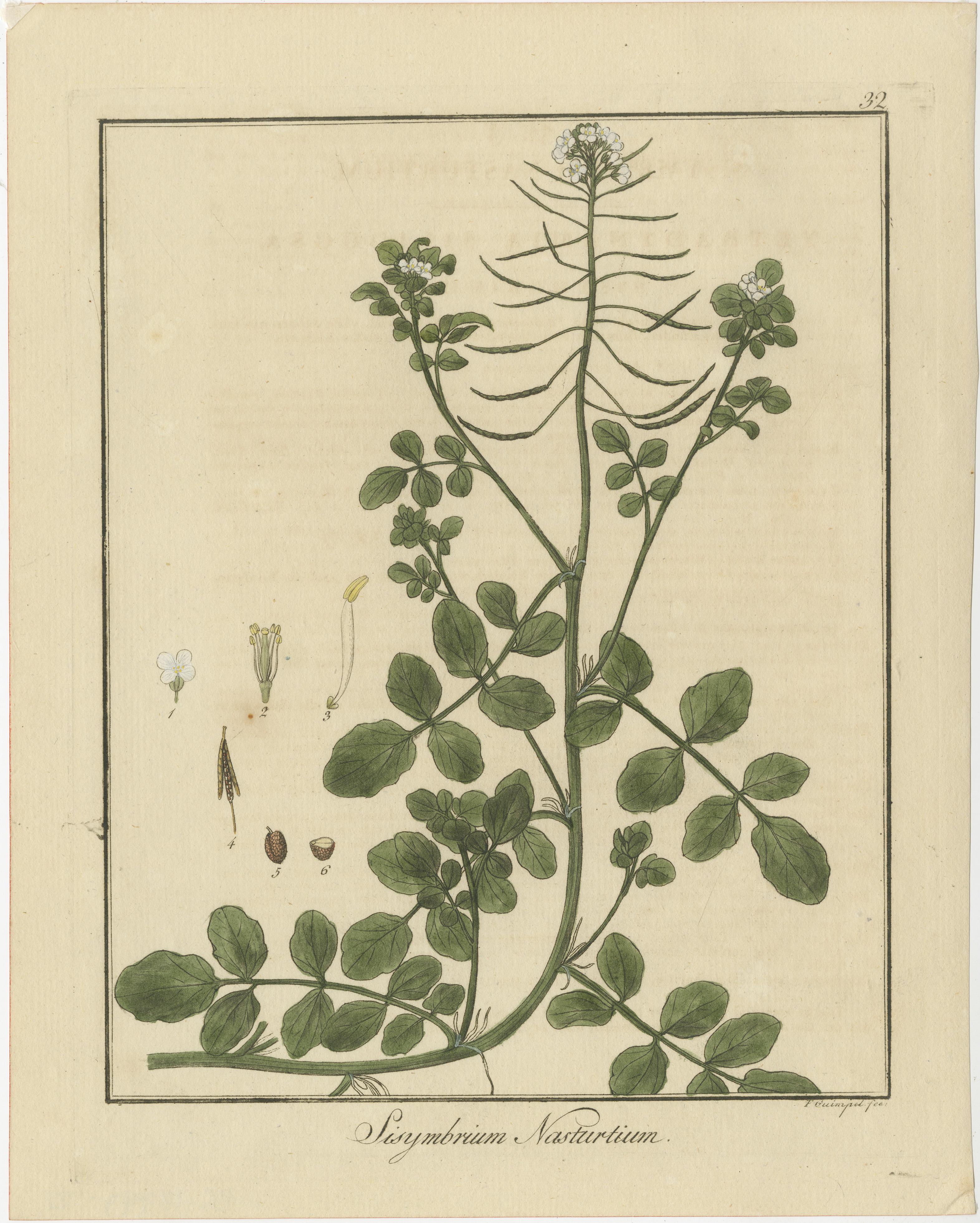 Gravur von Clary Sage, White Dead-Nettle, and Watercress, veröffentlicht 1819 im Zustand „Gut“ im Angebot in Langweer, NL