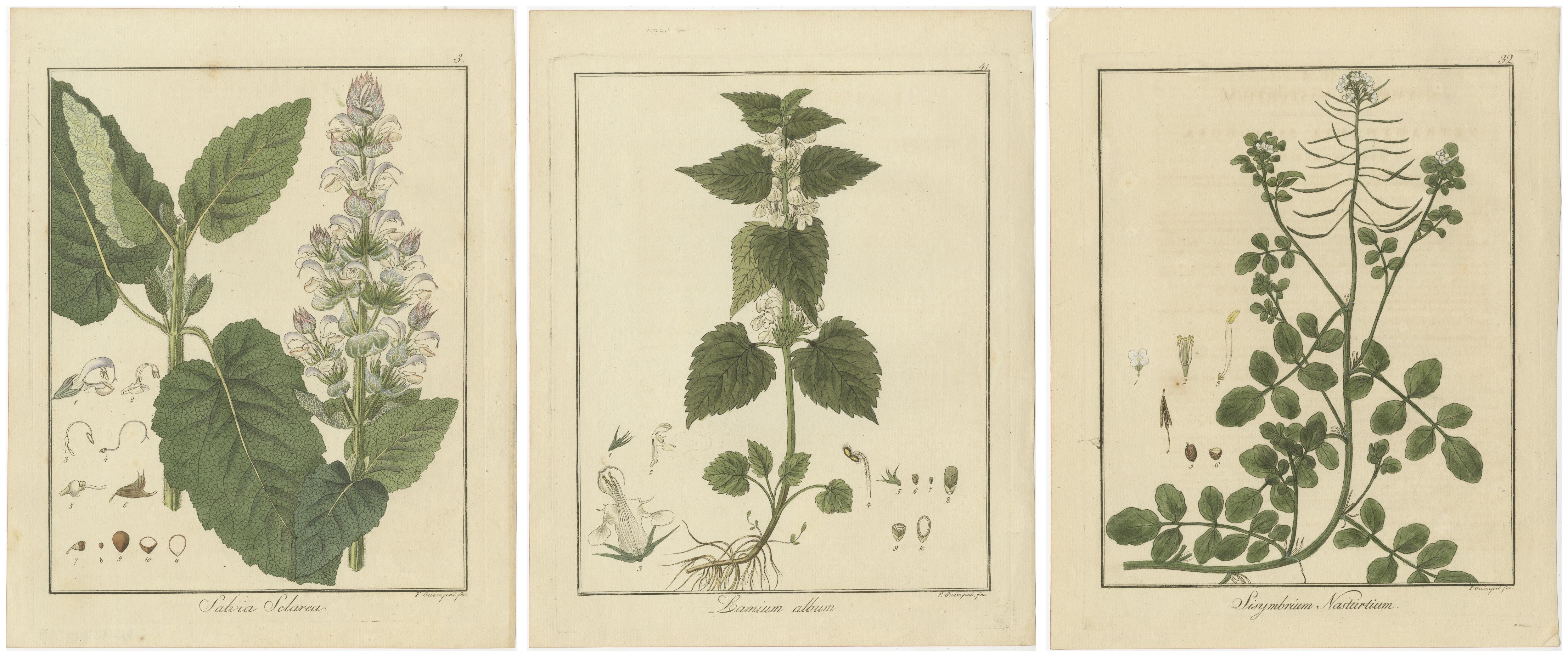 Gravur von Clary Sage, White Dead-Nettle, and Watercress, veröffentlicht 1819 (Frühes 19. Jahrhundert) im Angebot