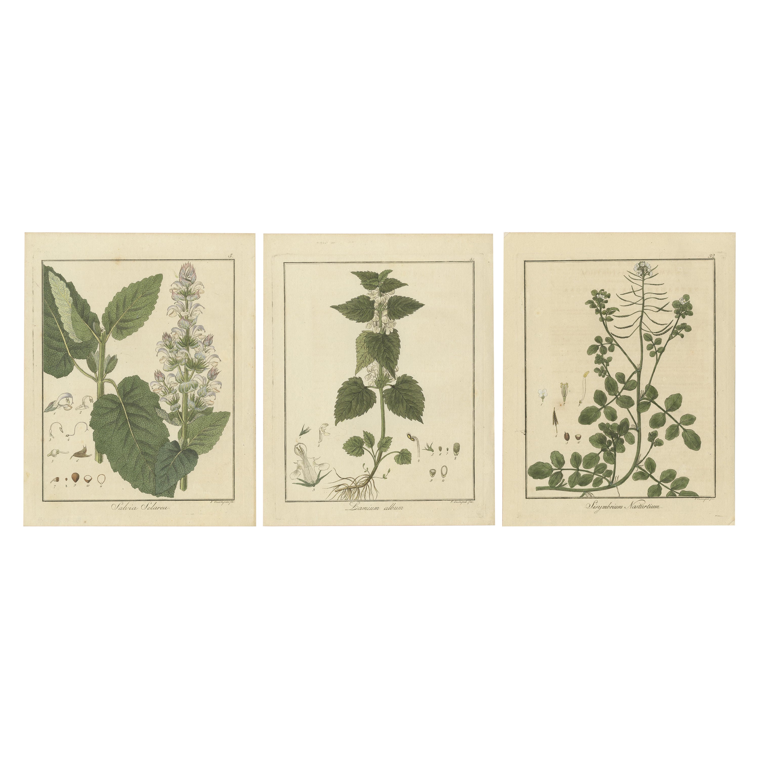 Gravures de Clary Sage, White Dead-Nettle et Watercress, publiées en 1819
