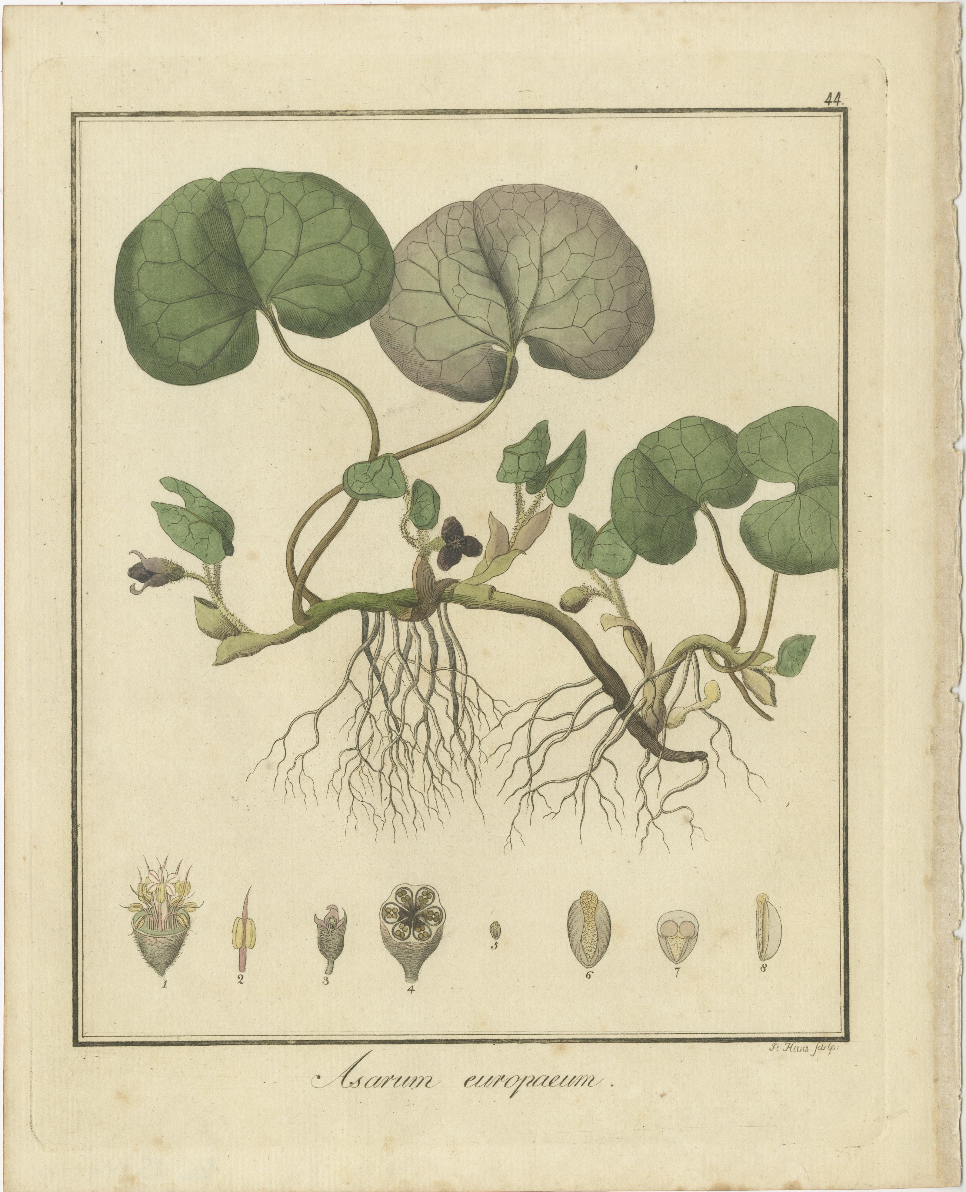 Beschreibung der Pflanzen auf den drei angebotenen Originalgravuren:

1. Asarum europaeum (Allgemeiner Name: Europäischer Wilder Ingwer)
   - Dieser Stich zeigt Asarum europaeum, gemeinhin bekannt als Europäischer Wilder Ingwer. Sie ist eine
