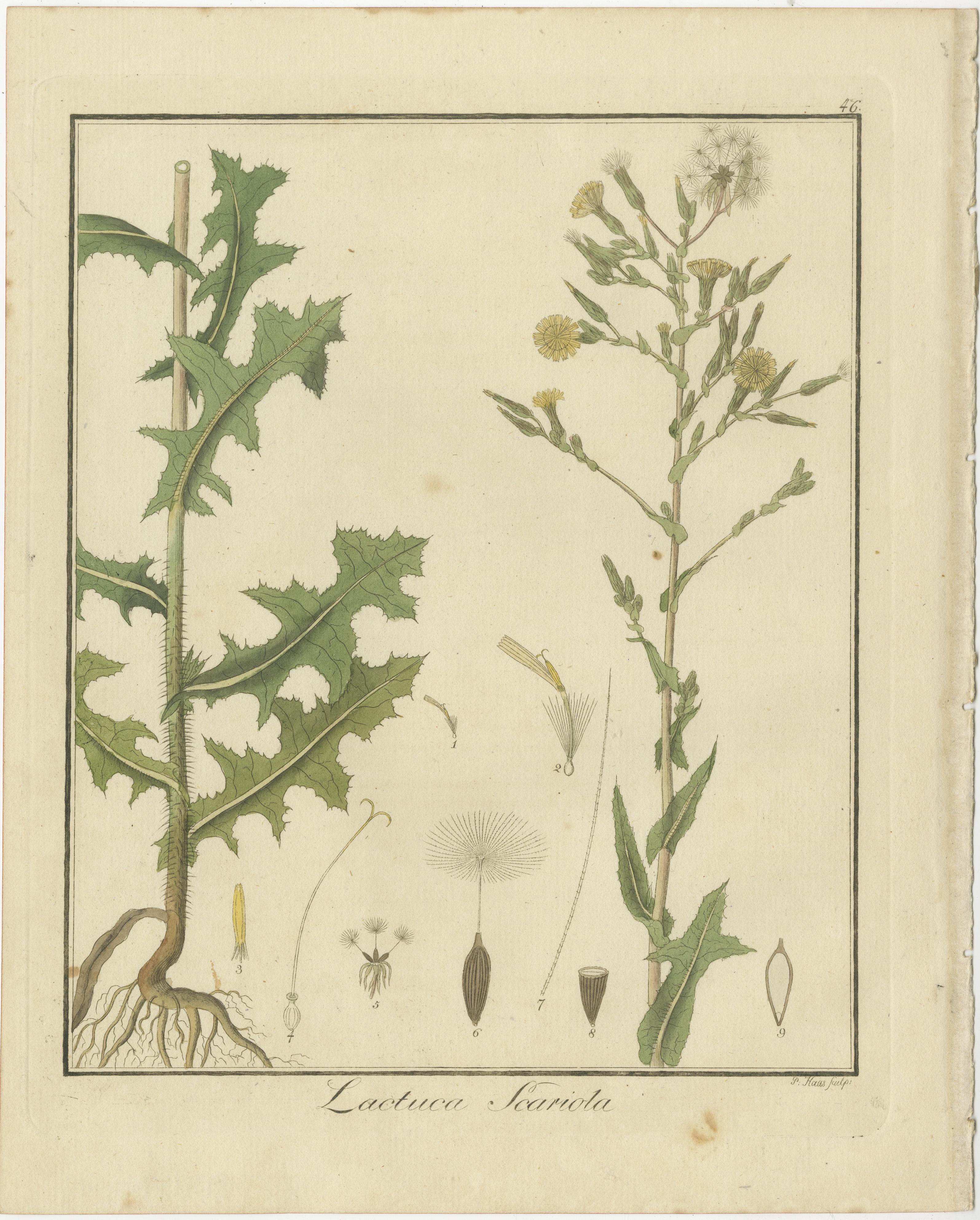Gravur von europäischem Wildinger, Prickly Lettuce und Common Soapwort, 1819 (Graviert) im Angebot