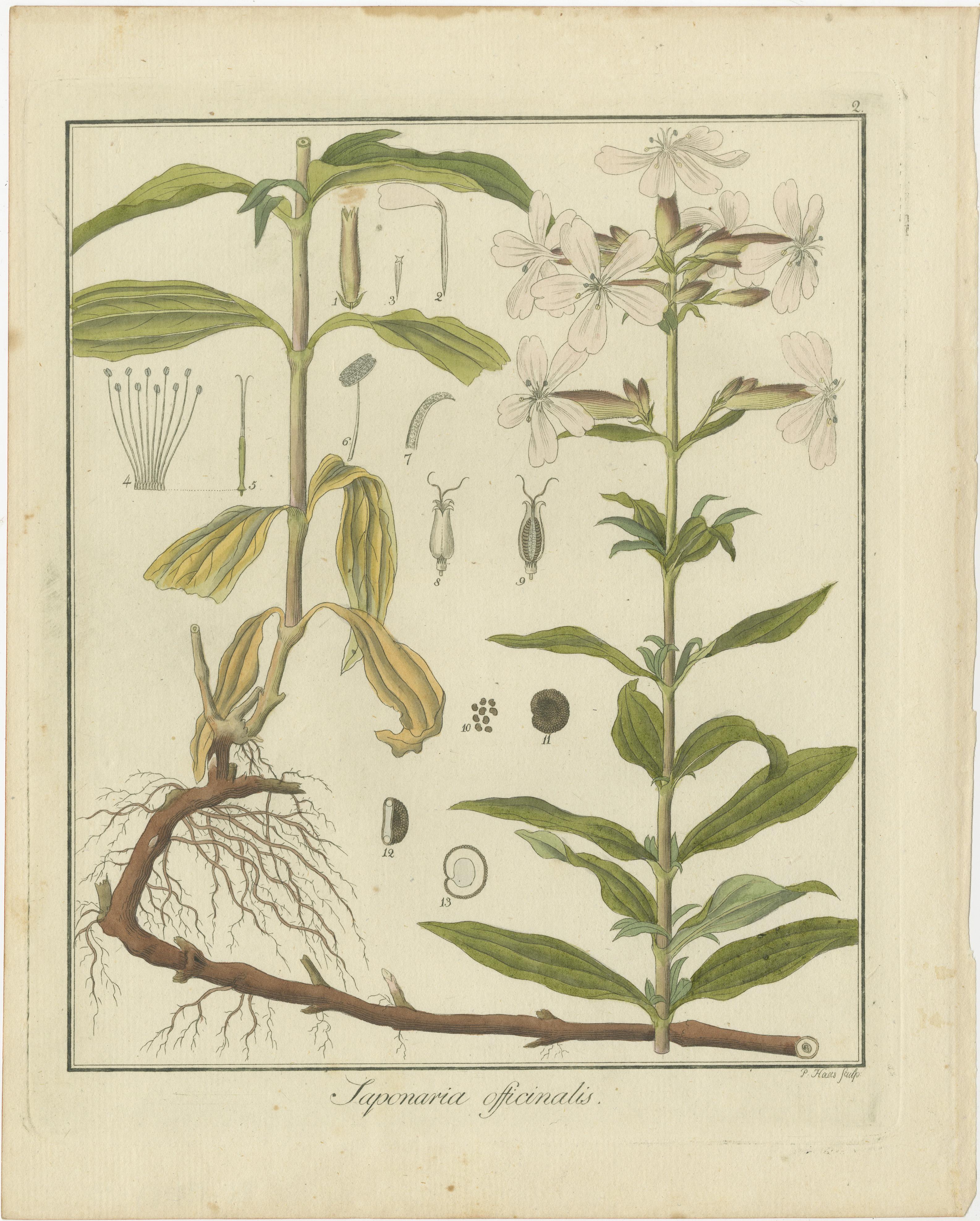 Gravur von europäischem Wildinger, Prickly Lettuce und Common Soapwort, 1819 im Zustand „Gut“ im Angebot in Langweer, NL