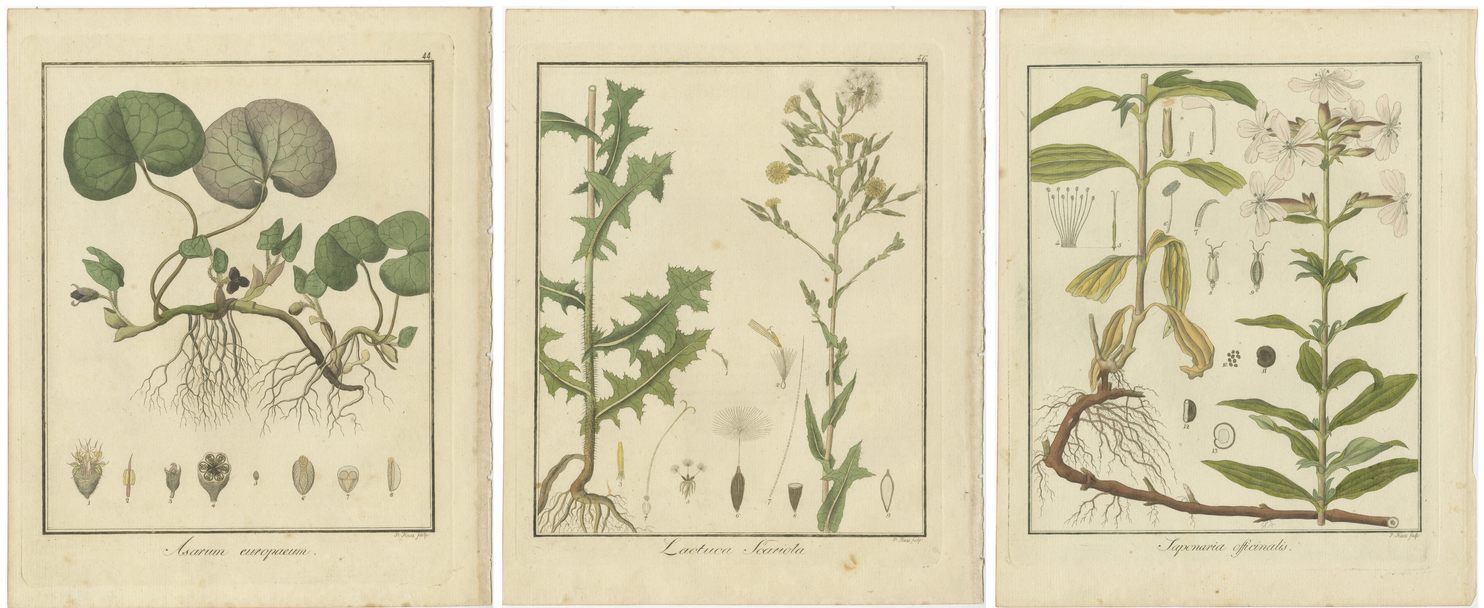 Gravur von europäischem Wildinger, Prickly Lettuce und Common Soapwort, 1819 (Frühes 19. Jahrhundert) im Angebot