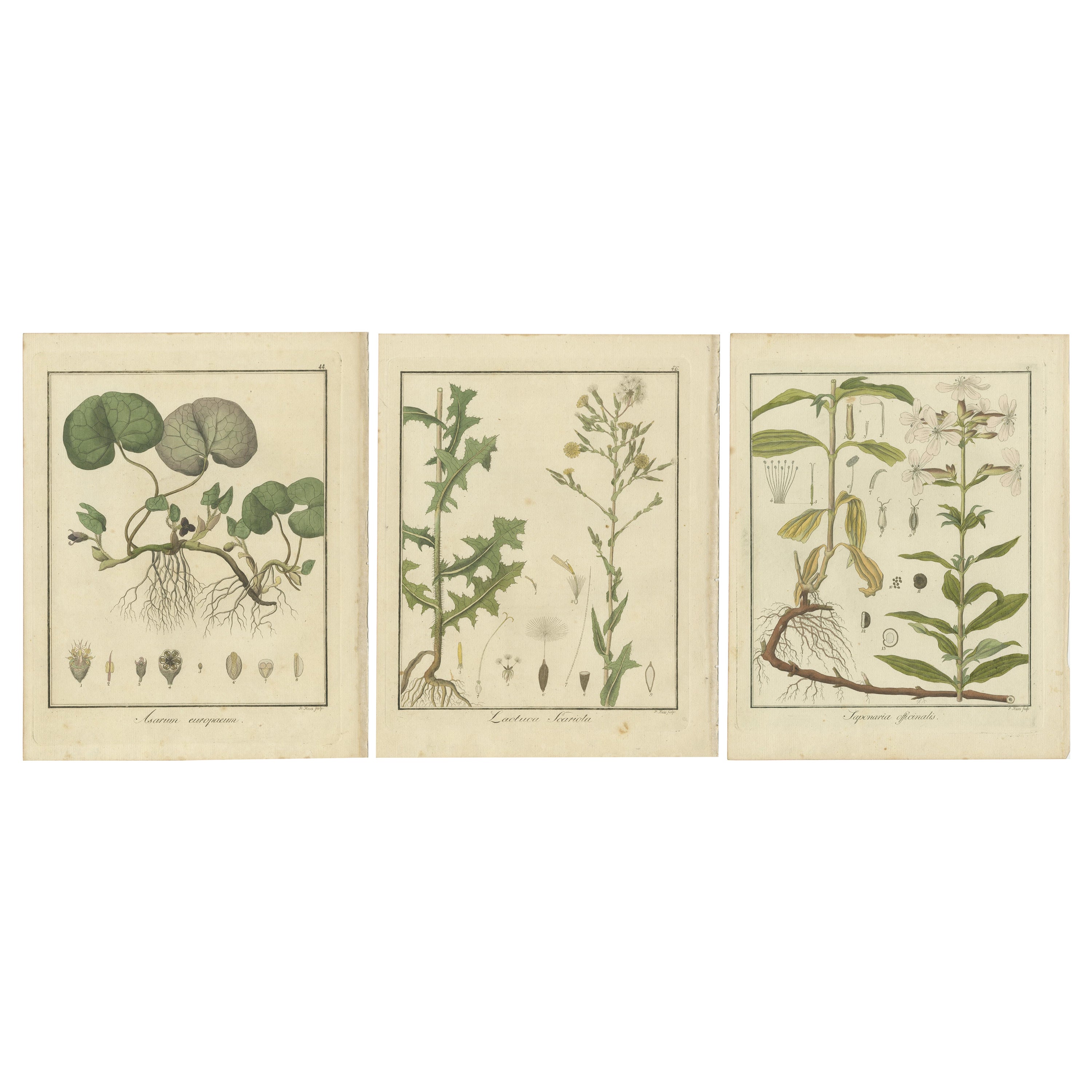 Gravures d'Europe Wild Ginger, Prickly Lettuce et Common Soapwort, 1819 en vente