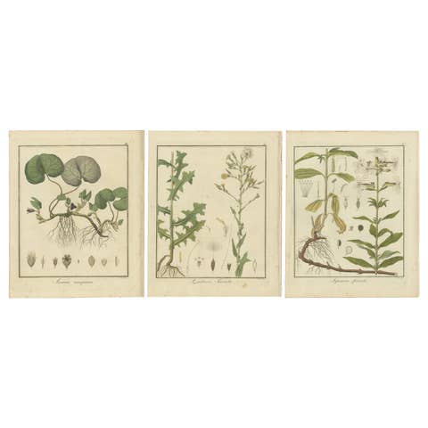 Engravings of European Wild Ginger, Prickly Lettuce, and Common Soapwort, 1819