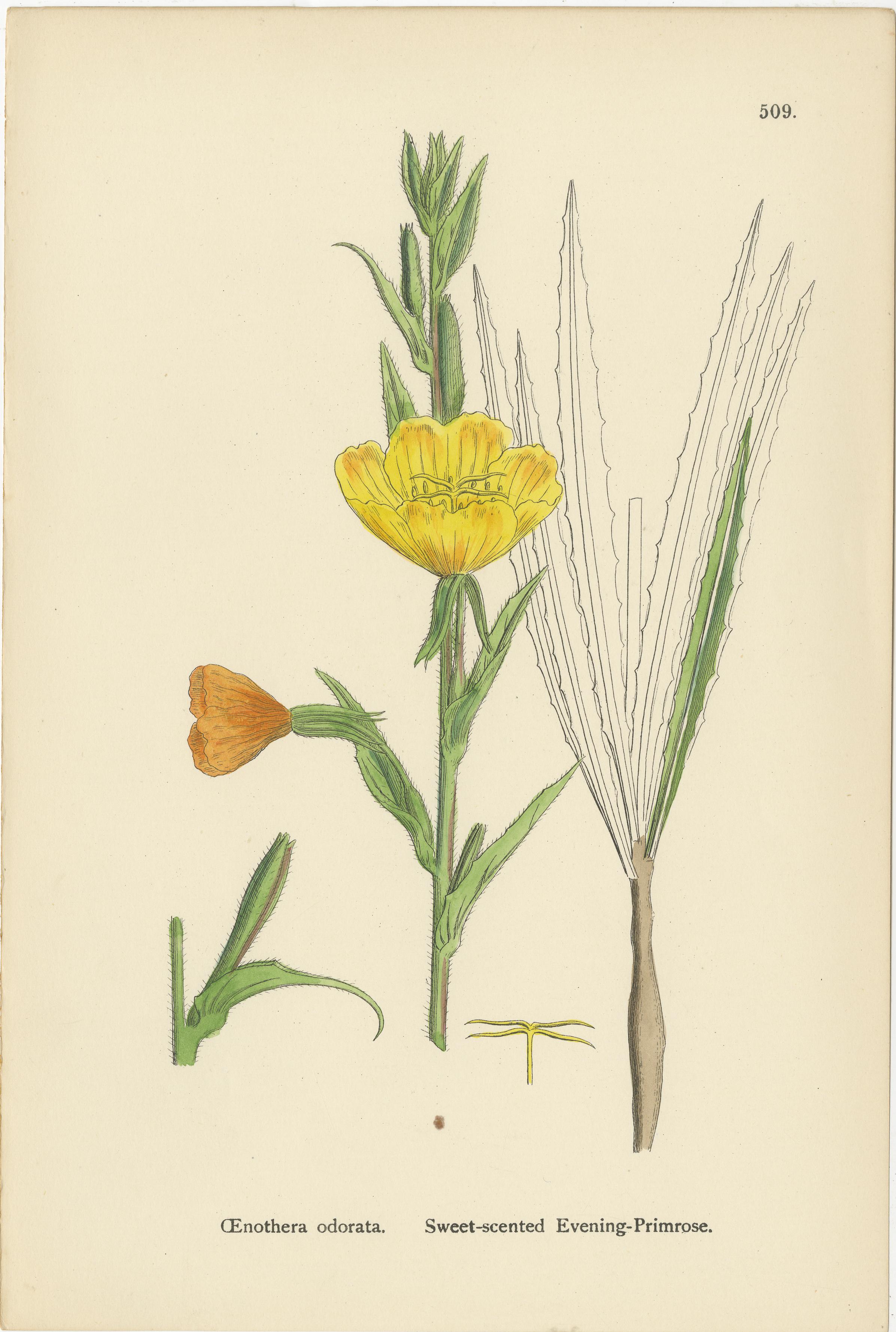 Titel: Handkolorierte botanische Stiche von Nachtkerze, Sumpf-Isardia und Zaubernachtschatten, 1902

Beschreibung:
Dieses anmutige botanische Trio aus dem Jahr 1902 zeigt drei fein handkolorierte Stiche, die verschiedene Familien britischer