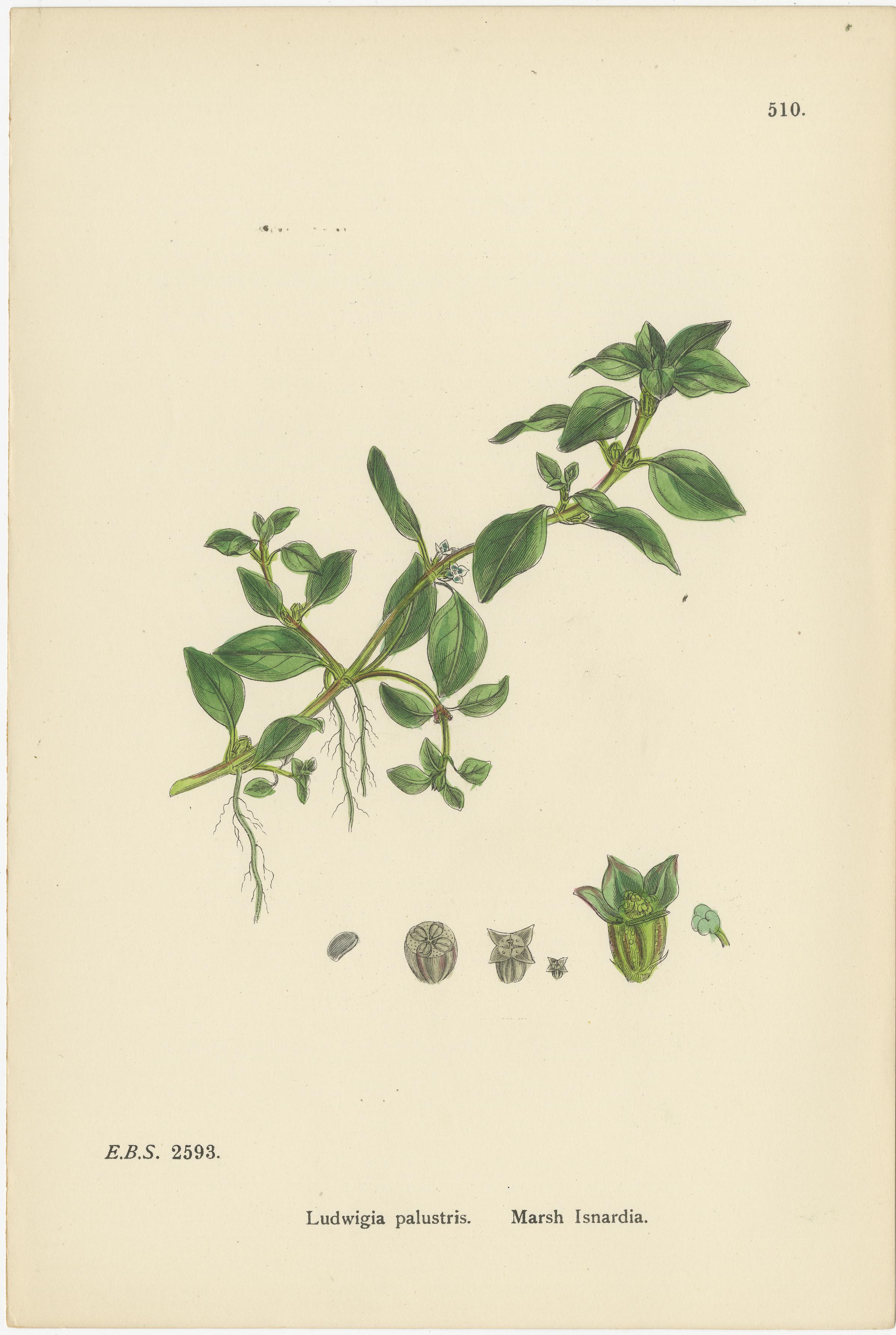 Stiche von Nachtkerzen, Sumpf-Isardien und Zaubernächten, 1902 (Britisch) im Angebot