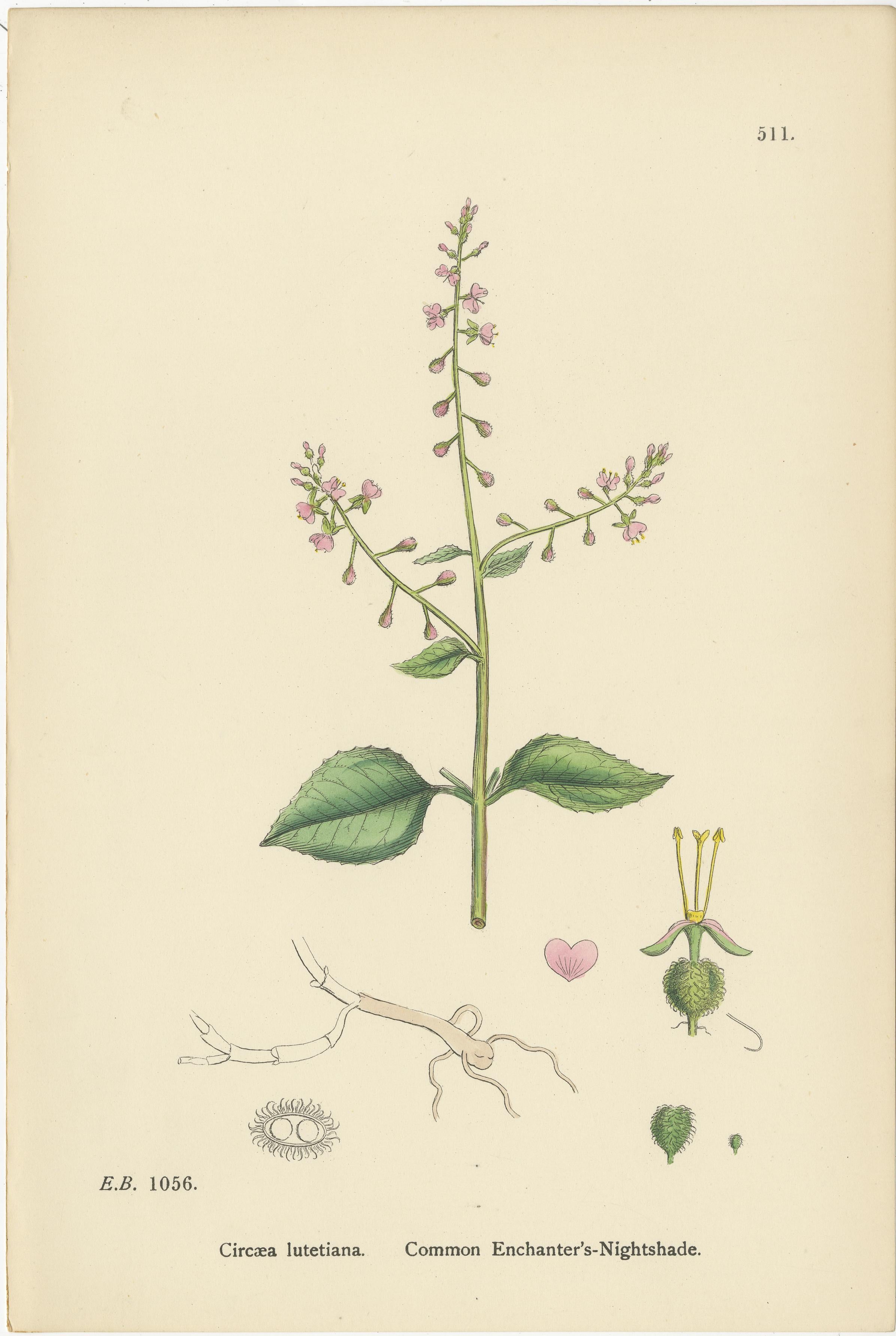 Stiche von Nachtkerzen, Sumpf-Isardien und Zaubernächten, 1902 im Zustand „Gut“ im Angebot in Langweer, NL