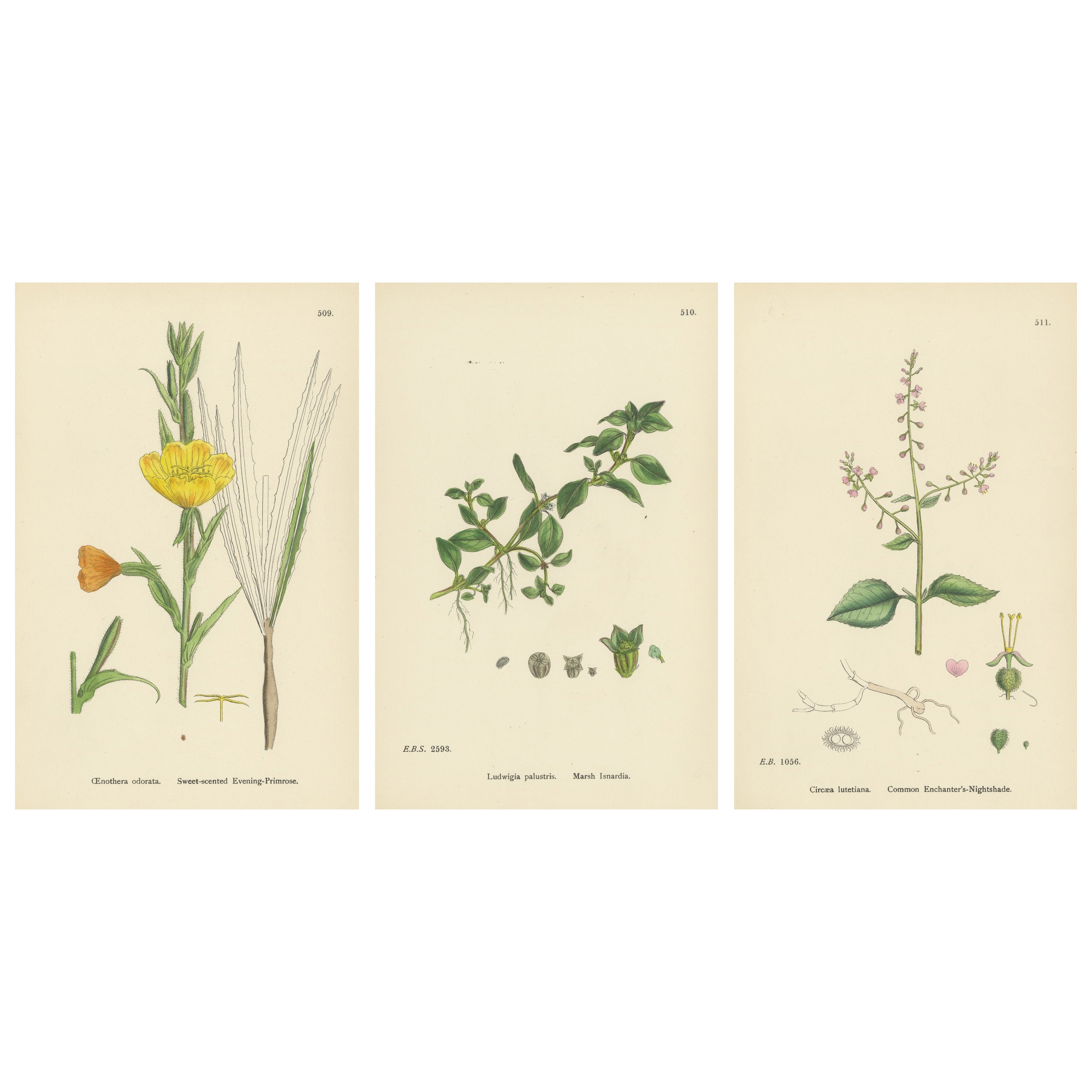 Stiche von Nachtkerzen, Sumpf-Isardien und Zaubernächten, 1902 im Angebot