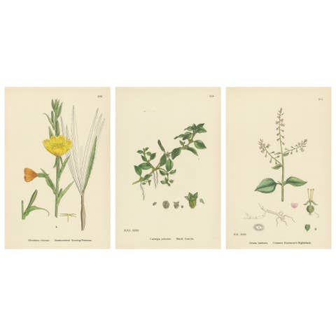 Engravings of Evening-Primrose, Marsh Isnardia, and Enchanter’s Nights, 1902