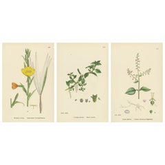 Engravings of Evening-Primrose, Marsh Isnardia, and Enchanter’s Nights, 1902