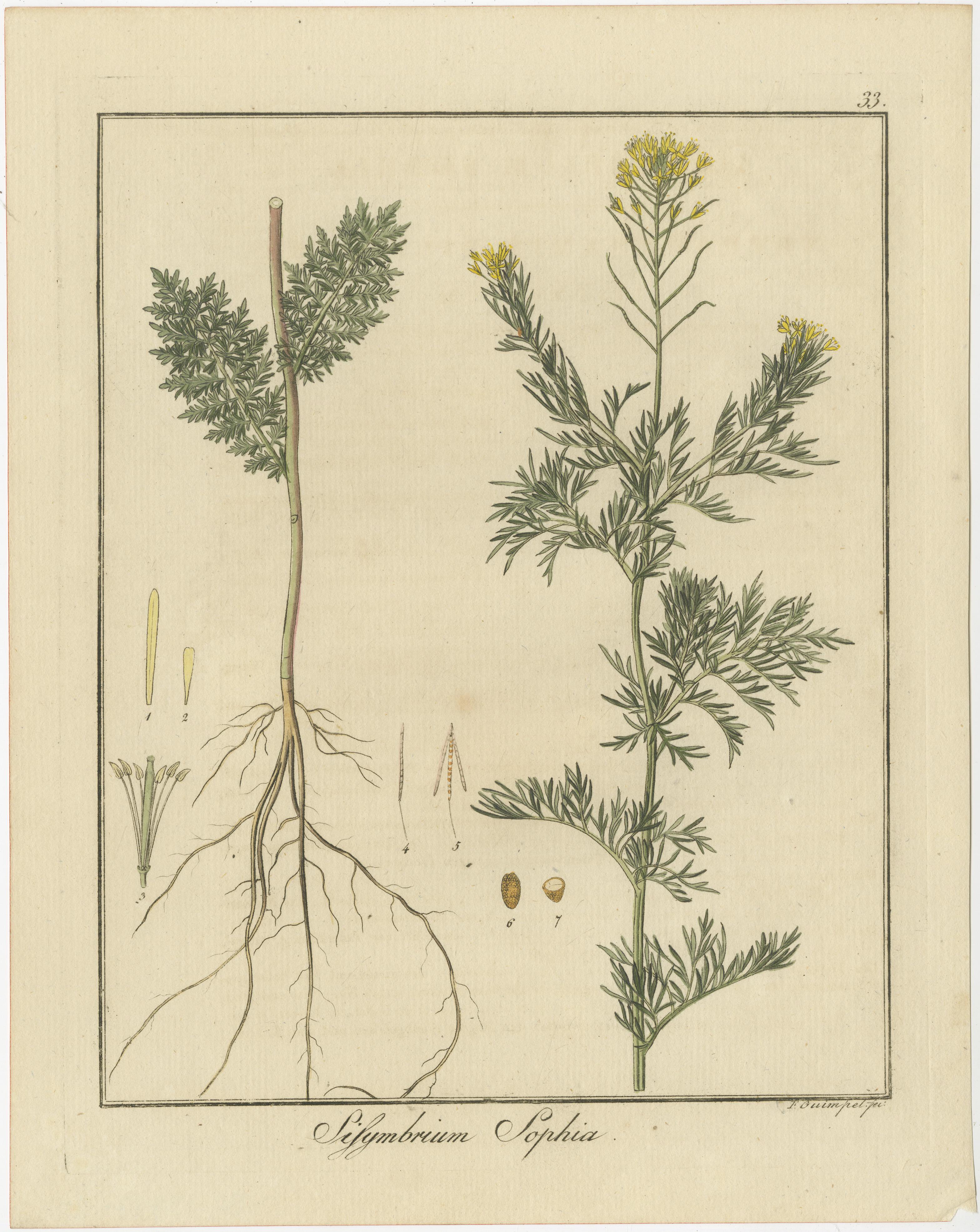 Drei botanische Kupferstiche

1. Sisymbrium sophia (Allgemeiner Name: Flixkraut)
   - Dieser Stich zeigt *Sisymbrium sophia*, allgemein bekannt als Flixkraut. Es handelt sich um eine einjährige Pflanze, die in Europa und Asien beheimatet ist und