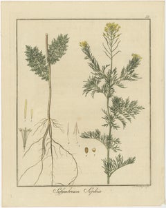 Engravings of Flixweed, Red Bryony, and White Bryony, Published in 1819