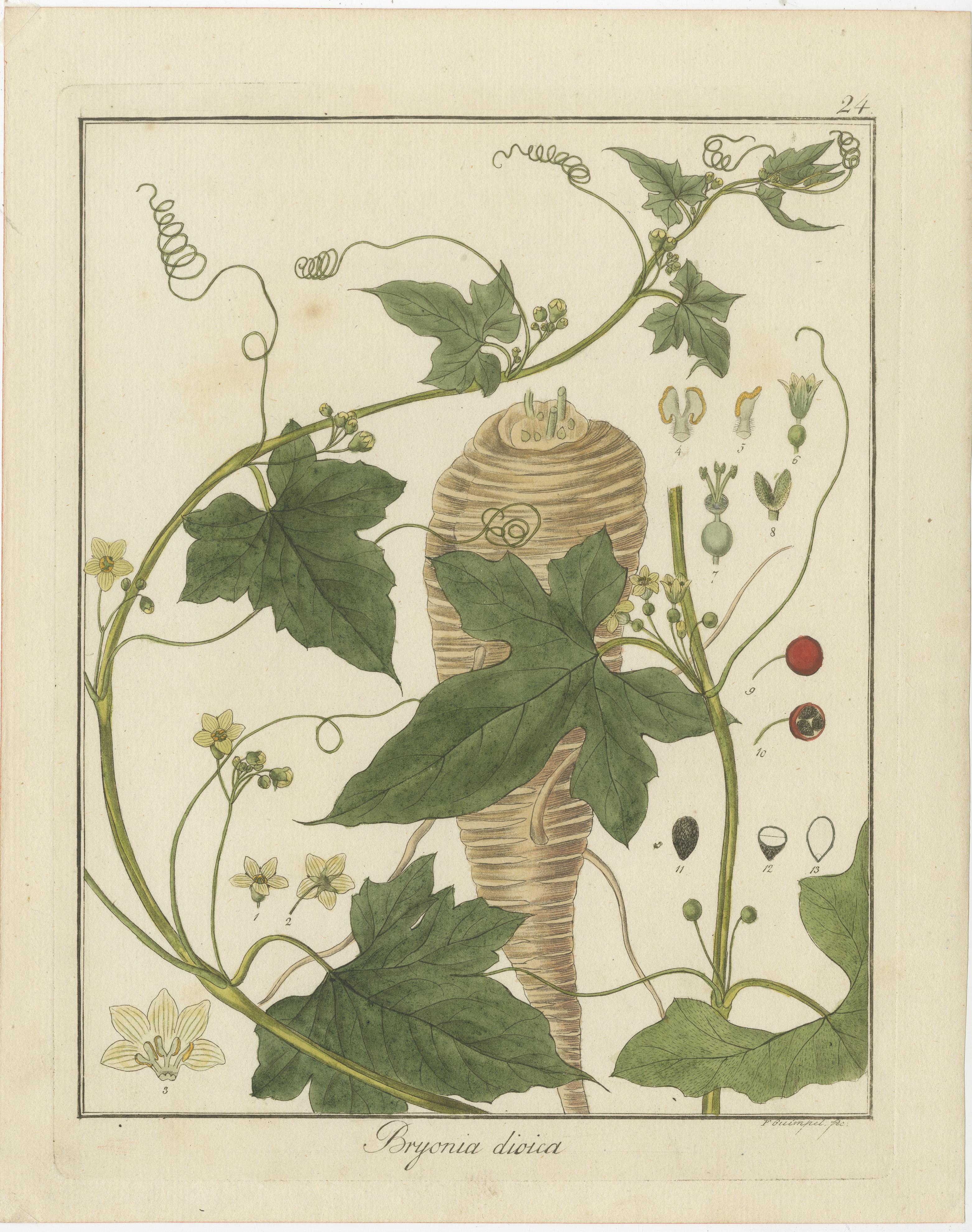 Gravur von Flixweed, Rot Bryony und Weiß Bryony, veröffentlicht 1819 (Graviert) im Angebot