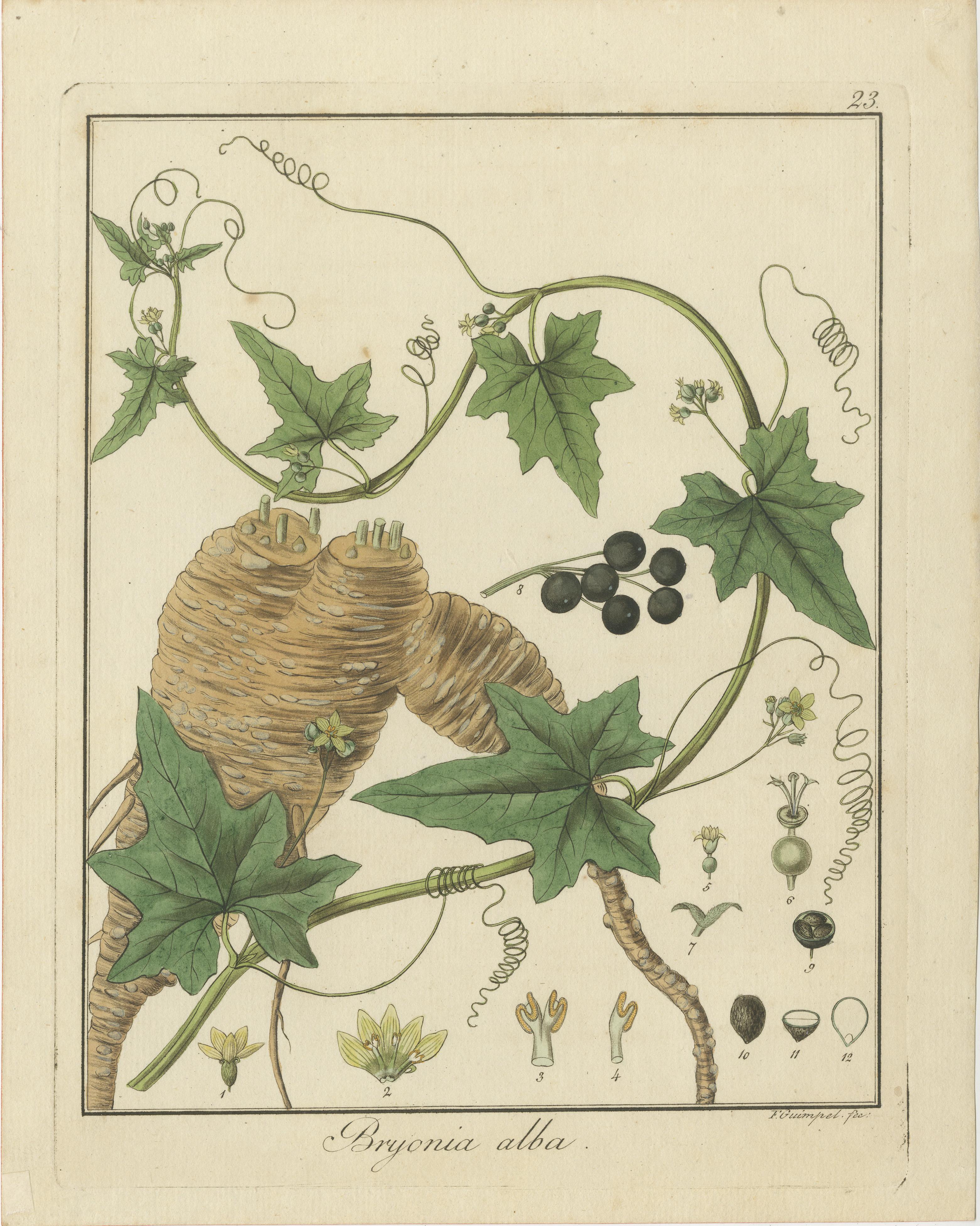 Gravur von Flixweed, Rot Bryony und Weiß Bryony, veröffentlicht 1819 im Zustand „Gut“ im Angebot in Langweer, NL