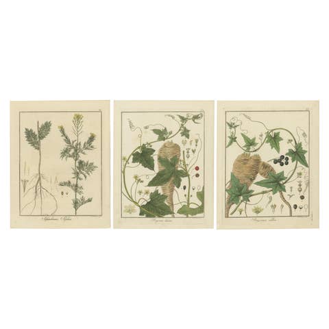Engravings of Flixweed, Red Bryony, and White Bryony, Published in 1819