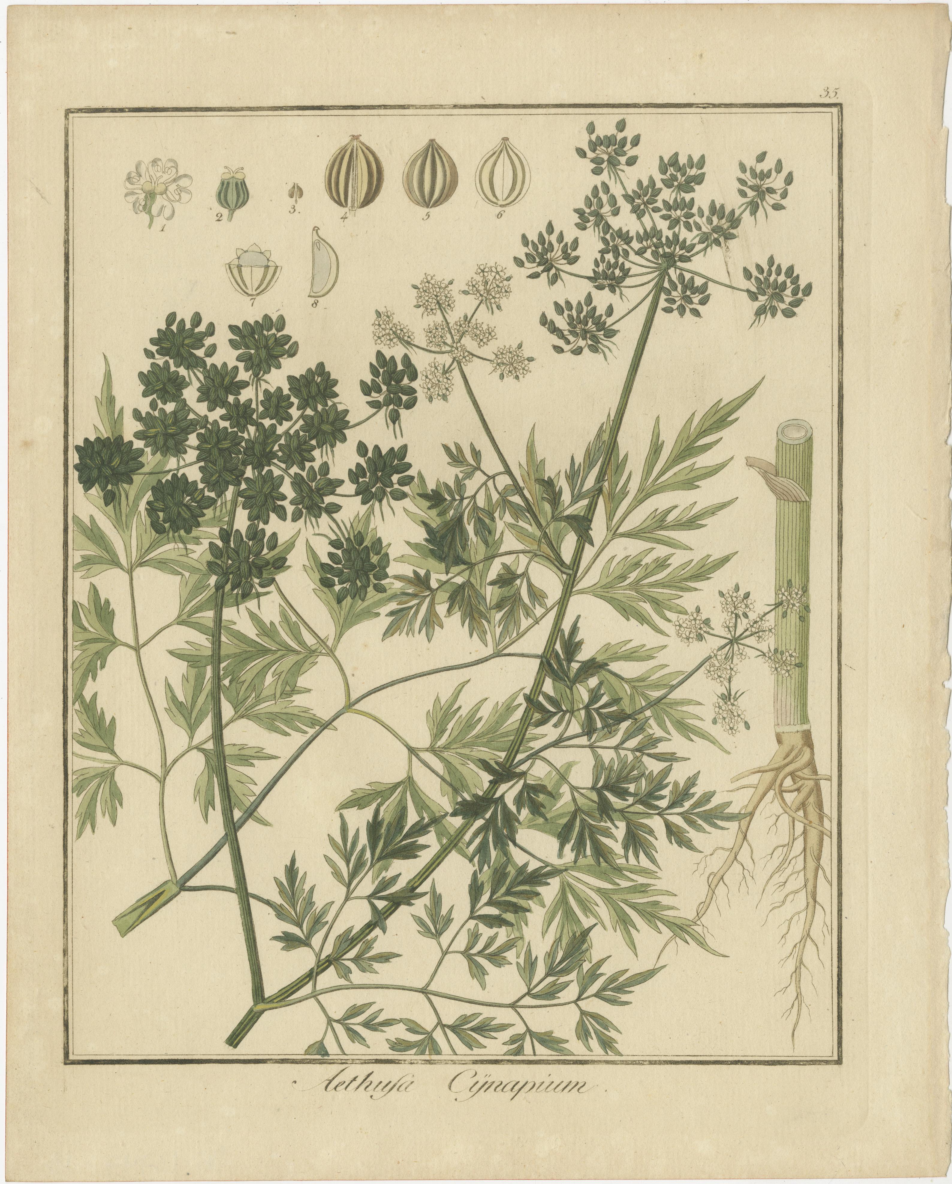 Descripción de las Plantas en los tres grabados antiguos originales combinados:

1. Aethusa cynapium (nombre común: perejil de los tontos)
   - Este grabado representa Aethusa cynapium, comúnmente conocido como Perejil de los Tontos. Se parece al