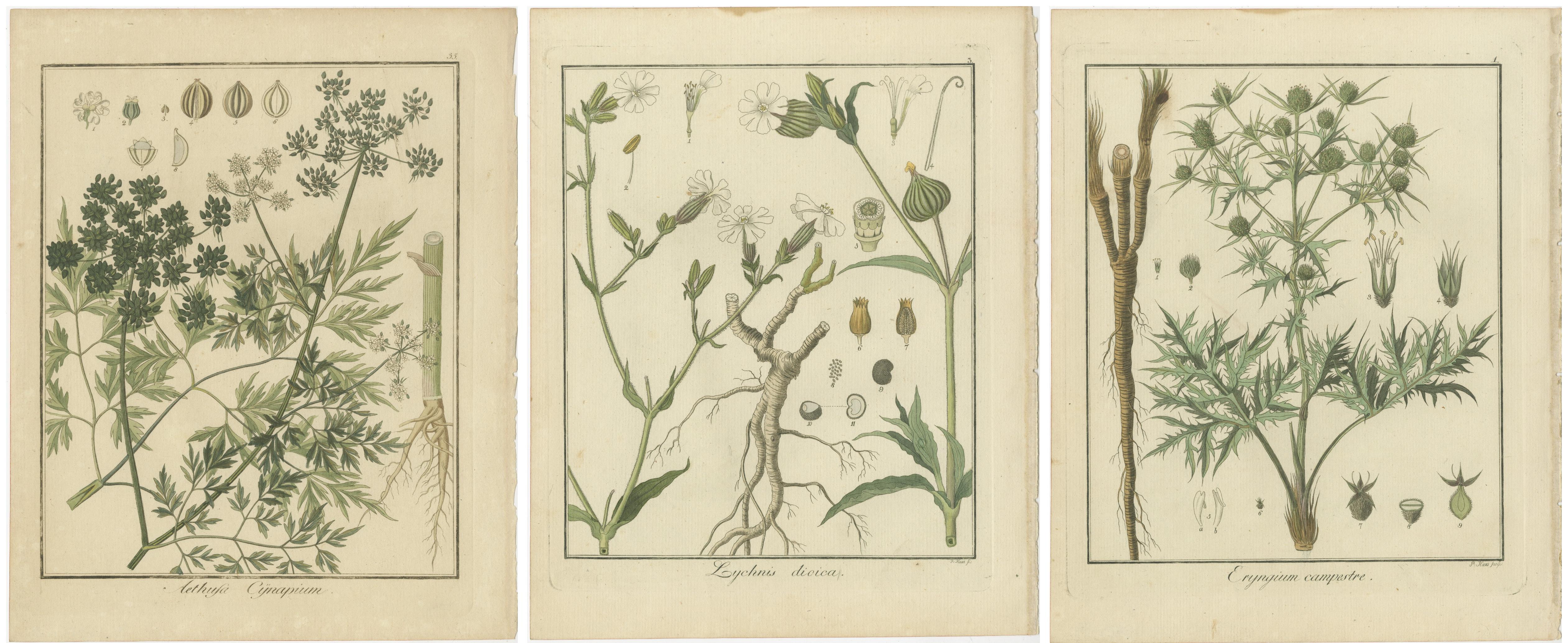 Grabados del perejil de los tontos, el campiñón rojo y el eringo de campo, publicados en 1819 Papel en venta