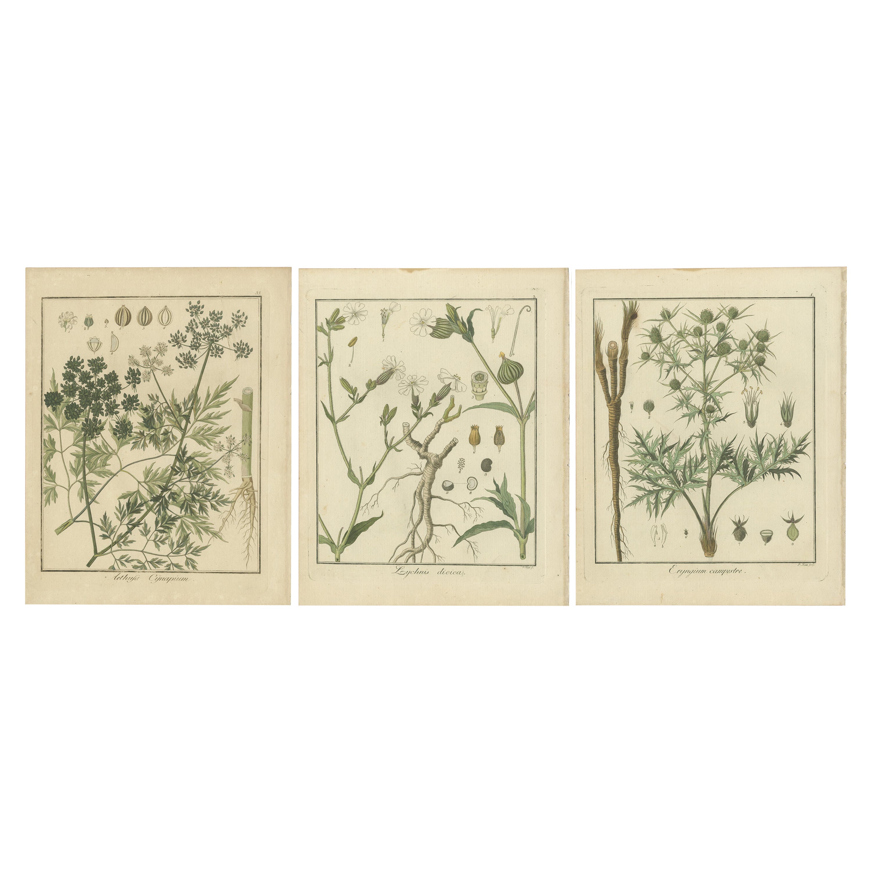 Gravures de Fool's Parsley, Red Campion et Field Eryngo, publiées en 1819