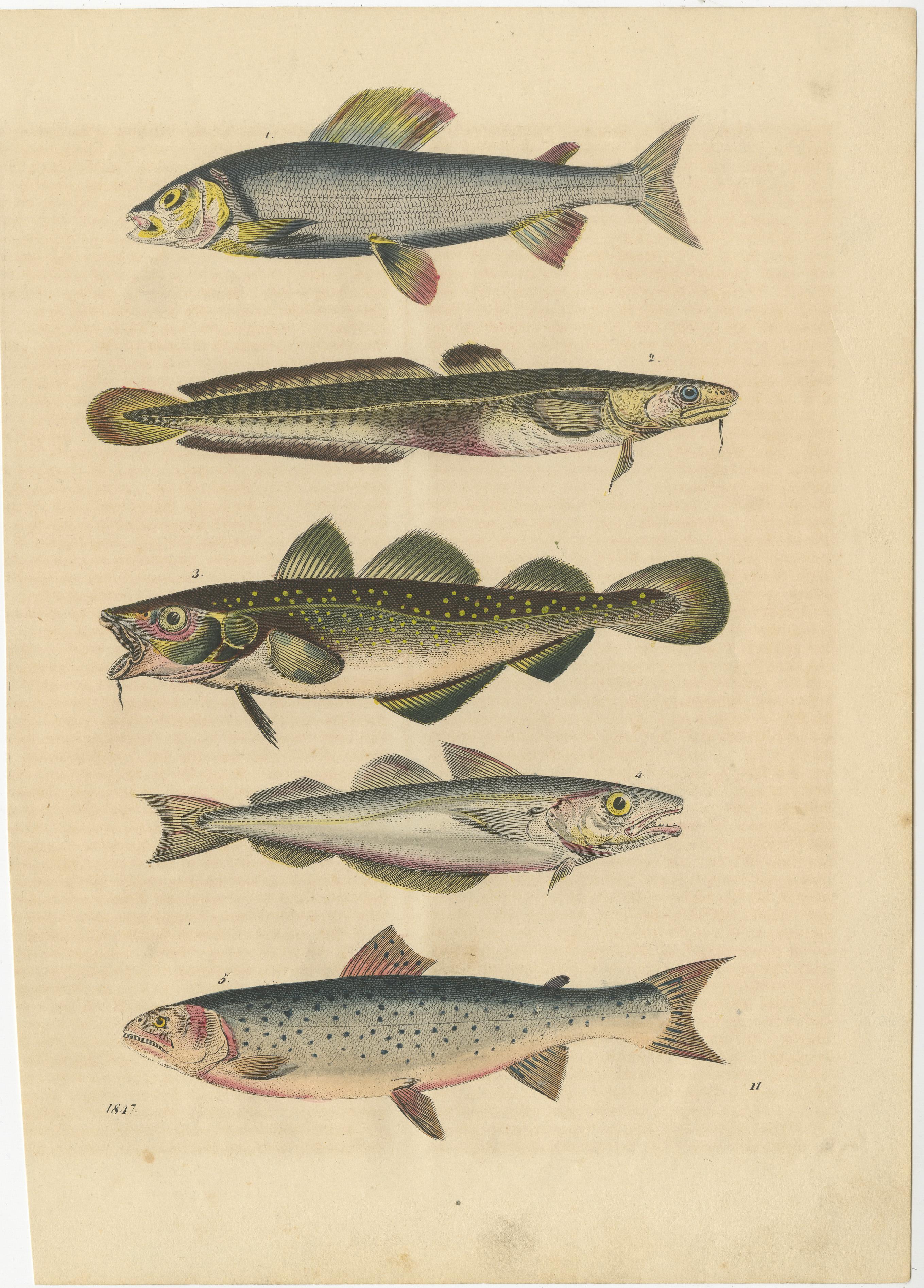 Stiche von Süßwasserfischarten - Hecht, Quappe, Schmerle, Forelle, Karpfen, um 1854 im Zustand „Gut“ in Langweer, NL