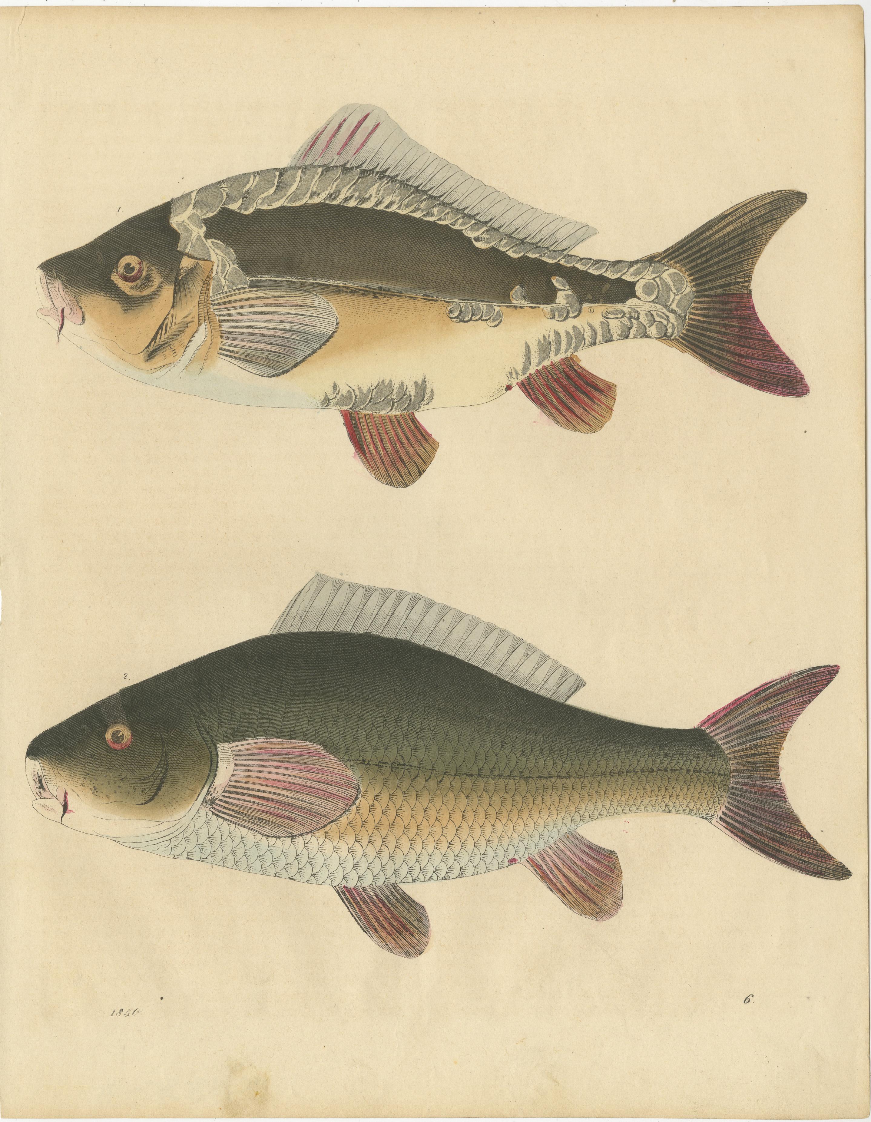 Stiche von Süßwasserfischarten - Hecht, Quappe, Schmerle, Forelle, Karpfen, um 1854 (Mittleres 19. Jahrhundert)