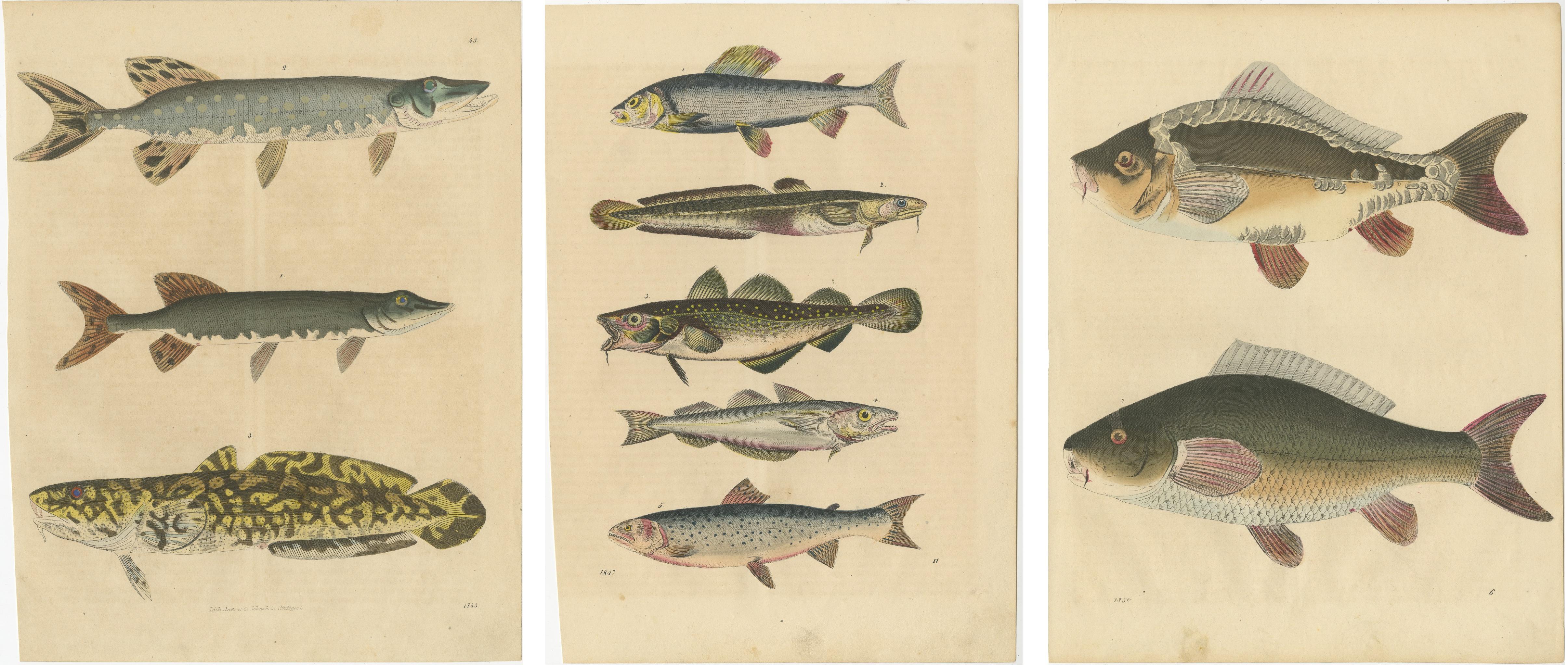 Stiche von Süßwasserfischarten - Hecht, Quappe, Schmerle, Forelle, Karpfen, um 1854 (Papier)