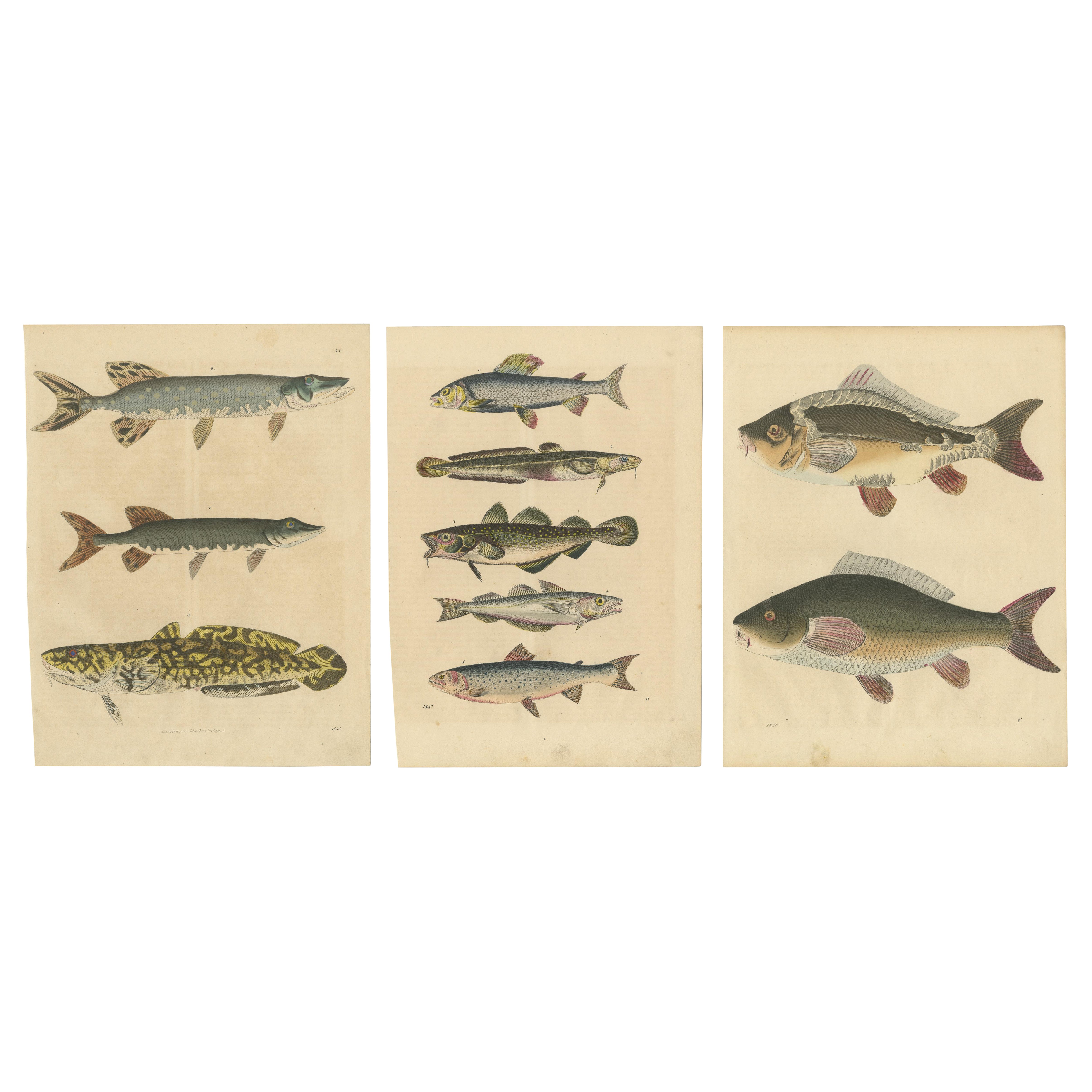 Stiche von Süßwasserfischarten - Hecht, Quappe, Schmerle, Forelle, Karpfen, um 1854