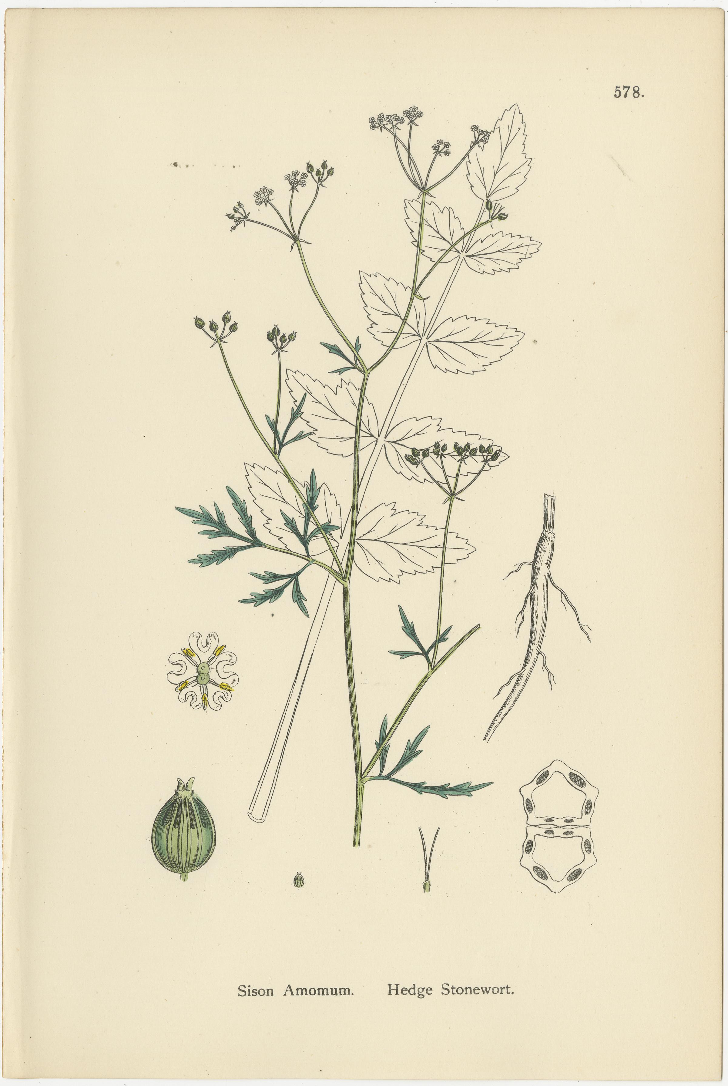 Titolo: Incisioni botaniche colorate a mano di artemisia delle siepi, artemisia glabra e gotta comune, 1902

Questo raffinato trio di incisioni botaniche colorate a mano del 1902 illustra magnificamente *Sison Amomum* (erba delle siepi), *Trinia
