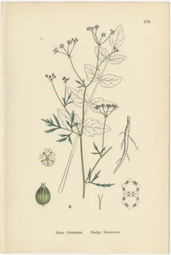 Engravings of Hedge Stonewort, Glabrous Stonewort, and Common Goutweed, 1902