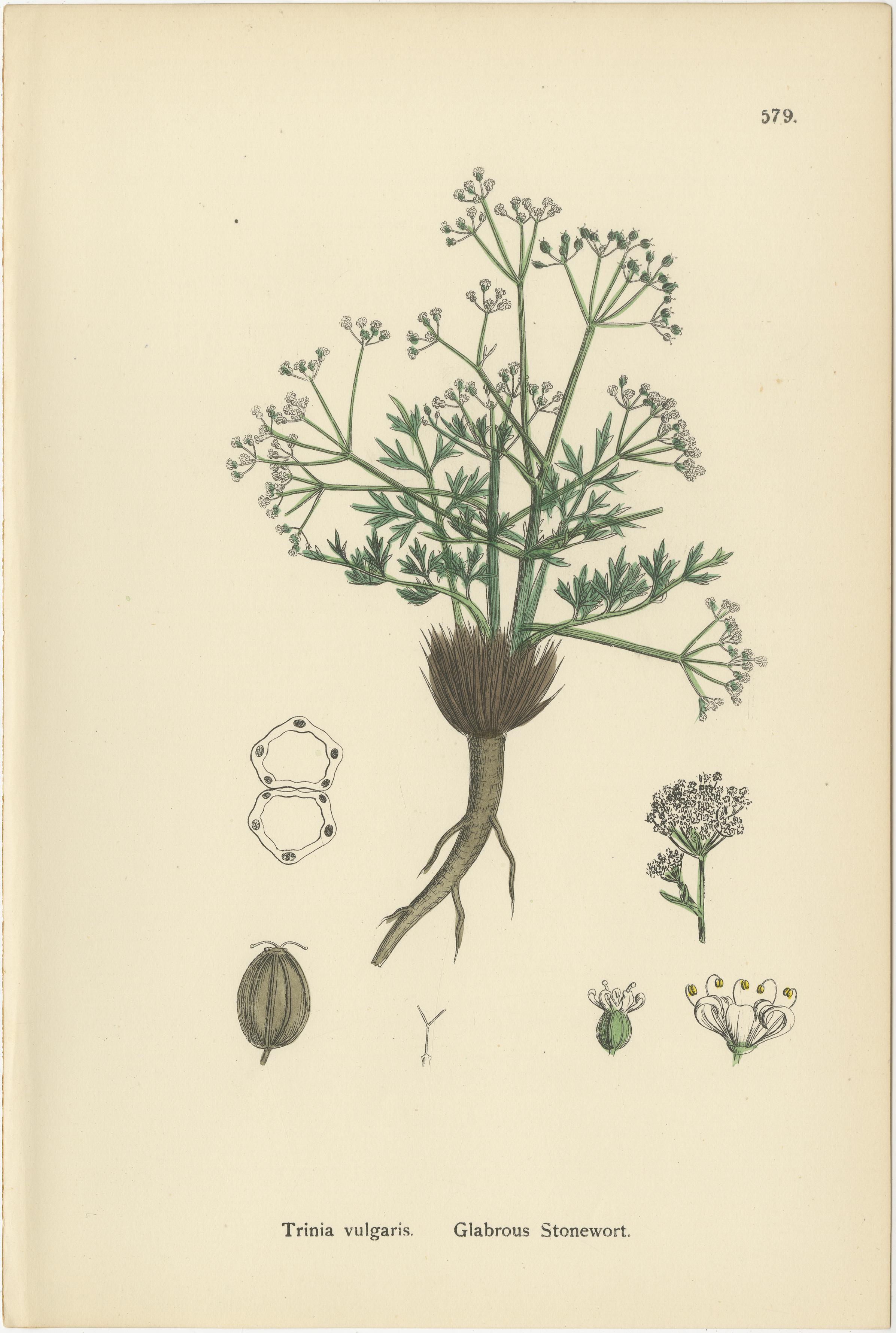 Britannico Incisioni di pungitopo, pungitopo glabro e gotta comune, 1902 in vendita